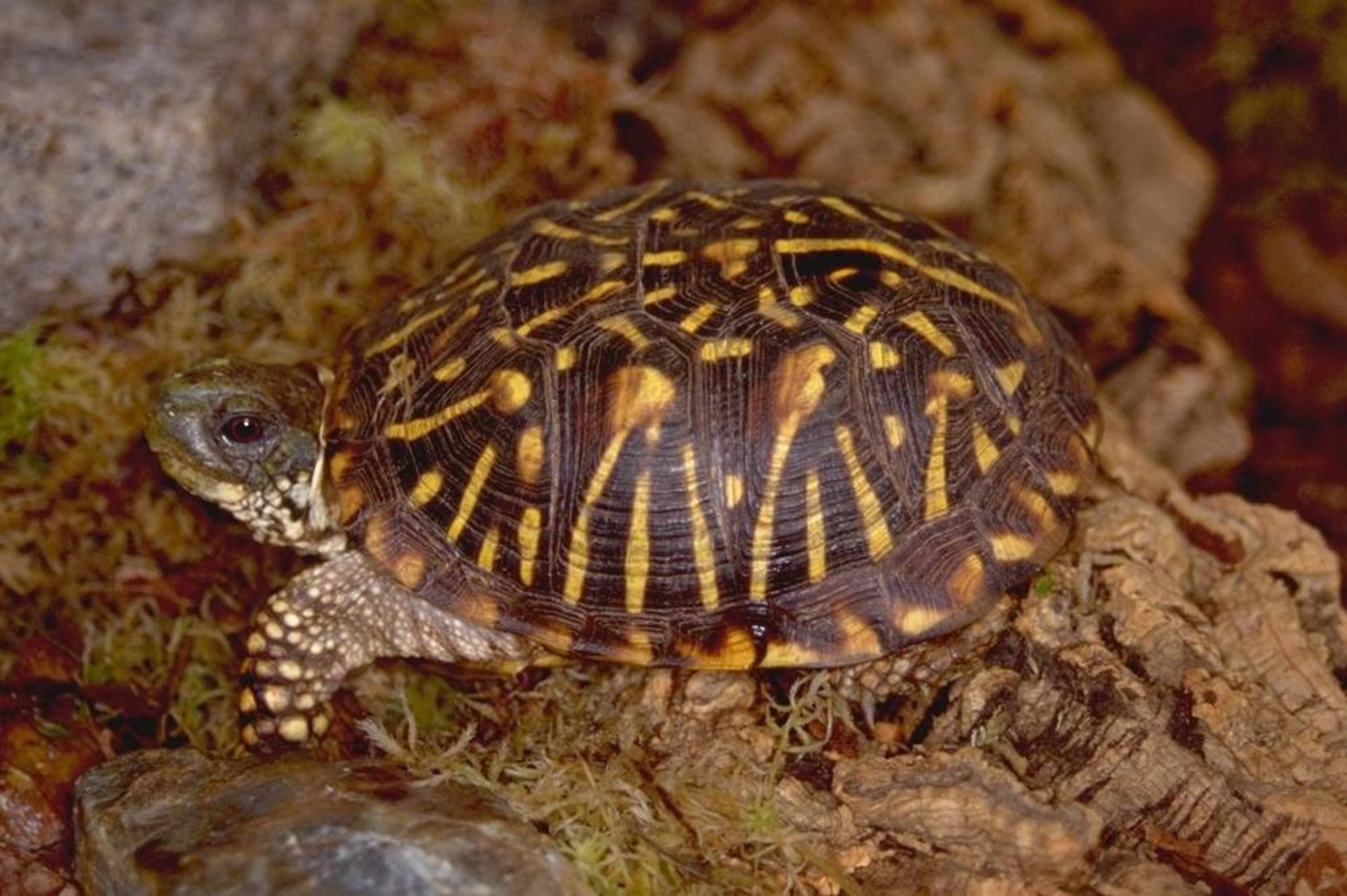Box turtle (<i >Terrepene</i> spp)