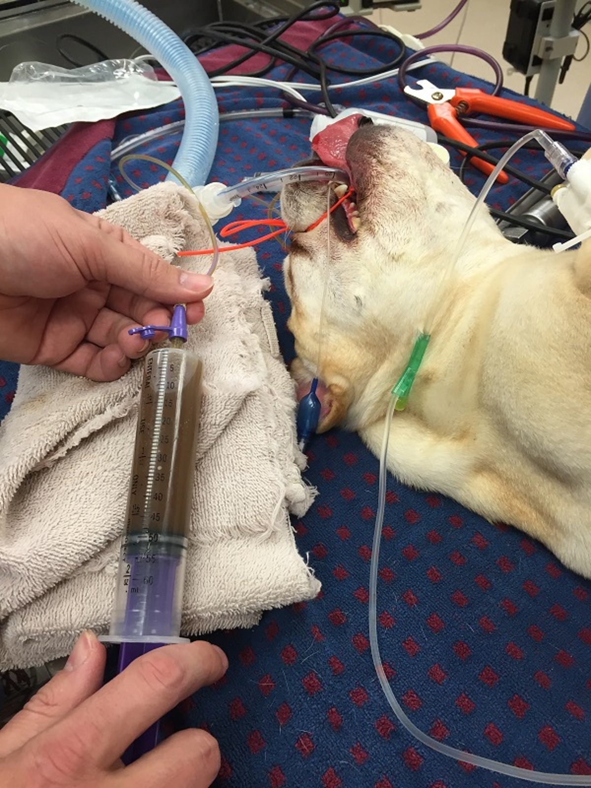 Preoperative brachycephalic dog