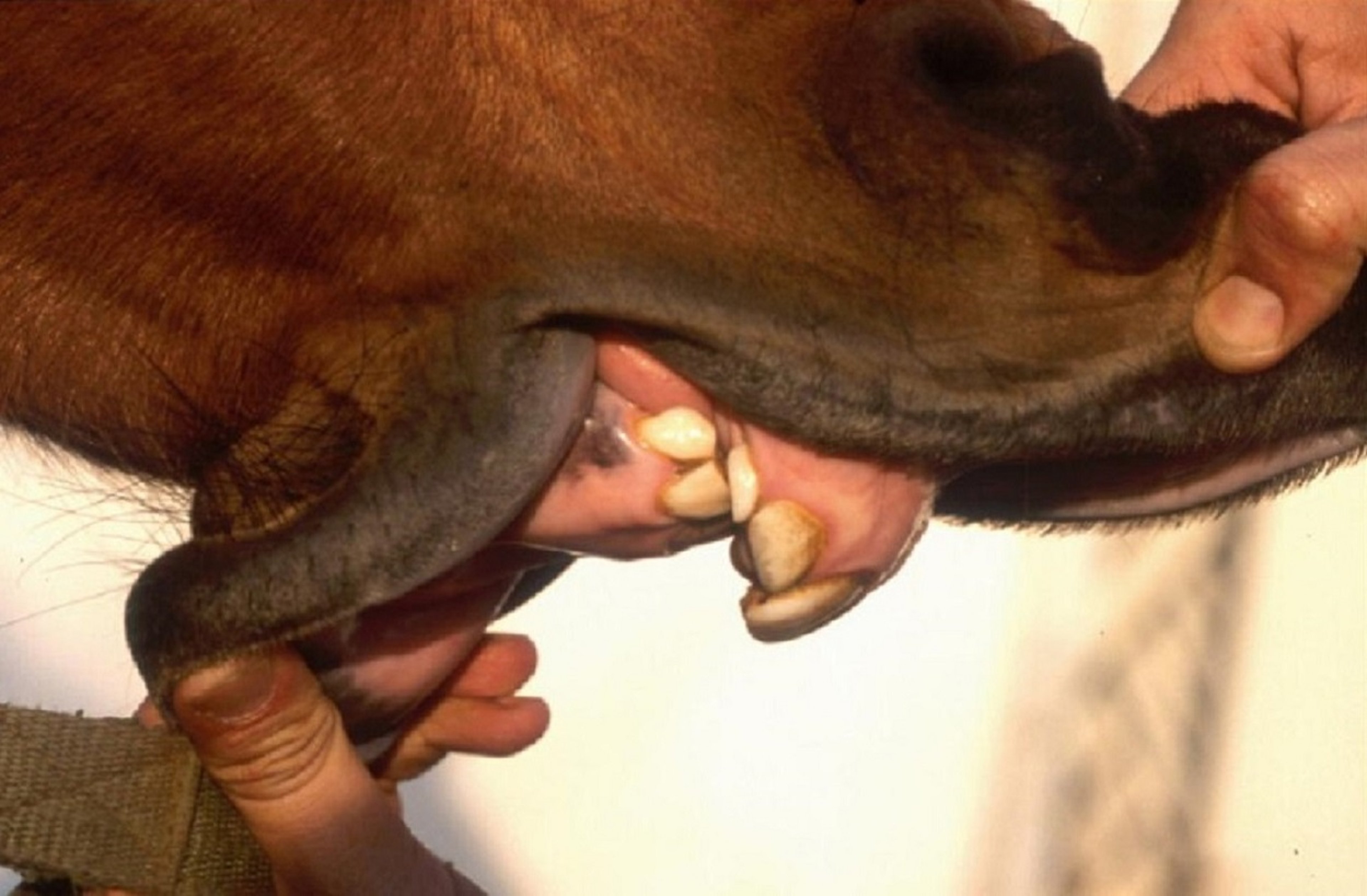 Brachygnathism (parrot mouth), stallion