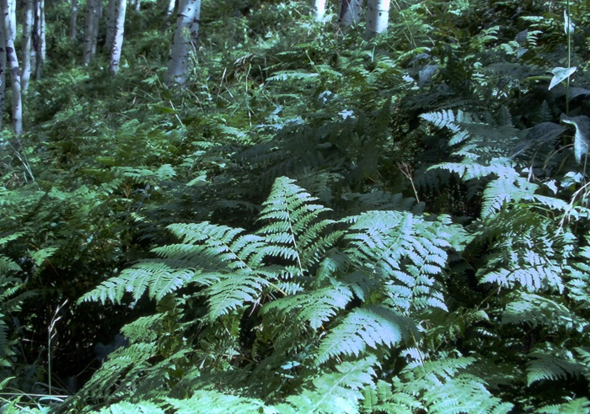 Bracken fern