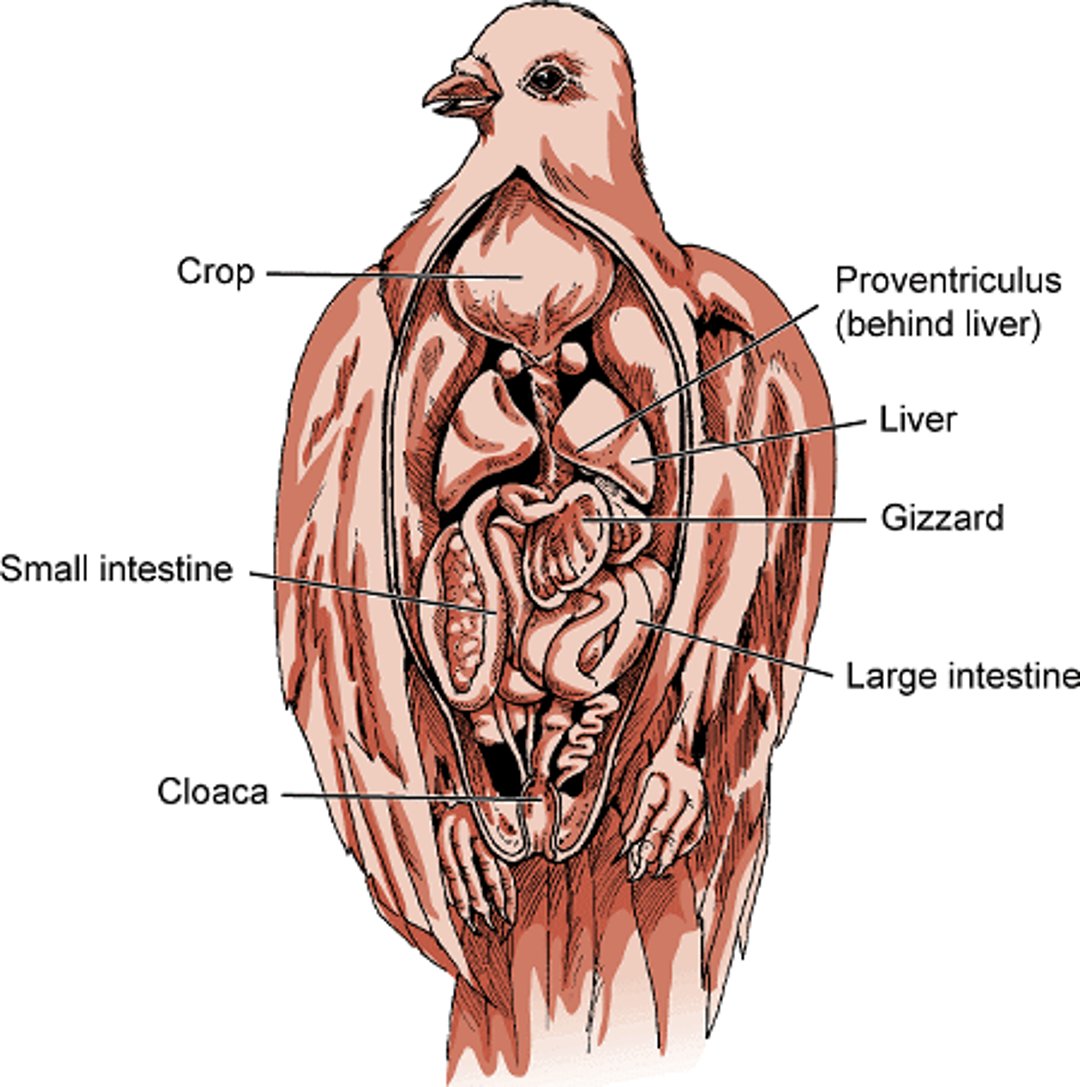 Digestive system of a bird