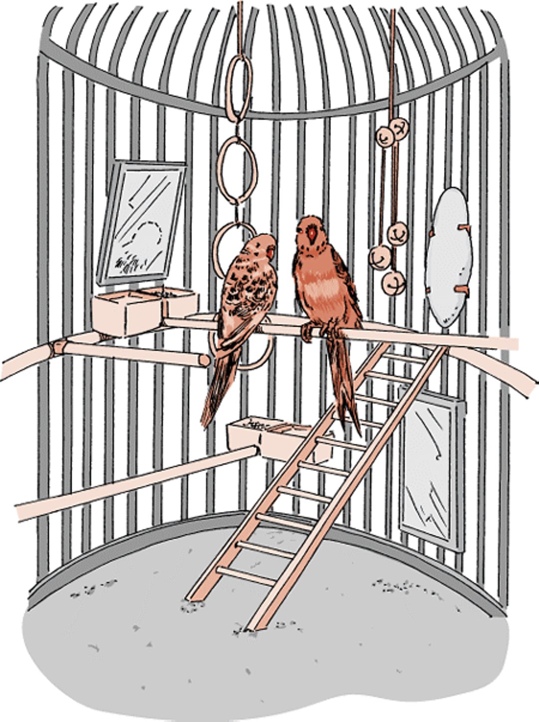 Caring for Your Pet Bird