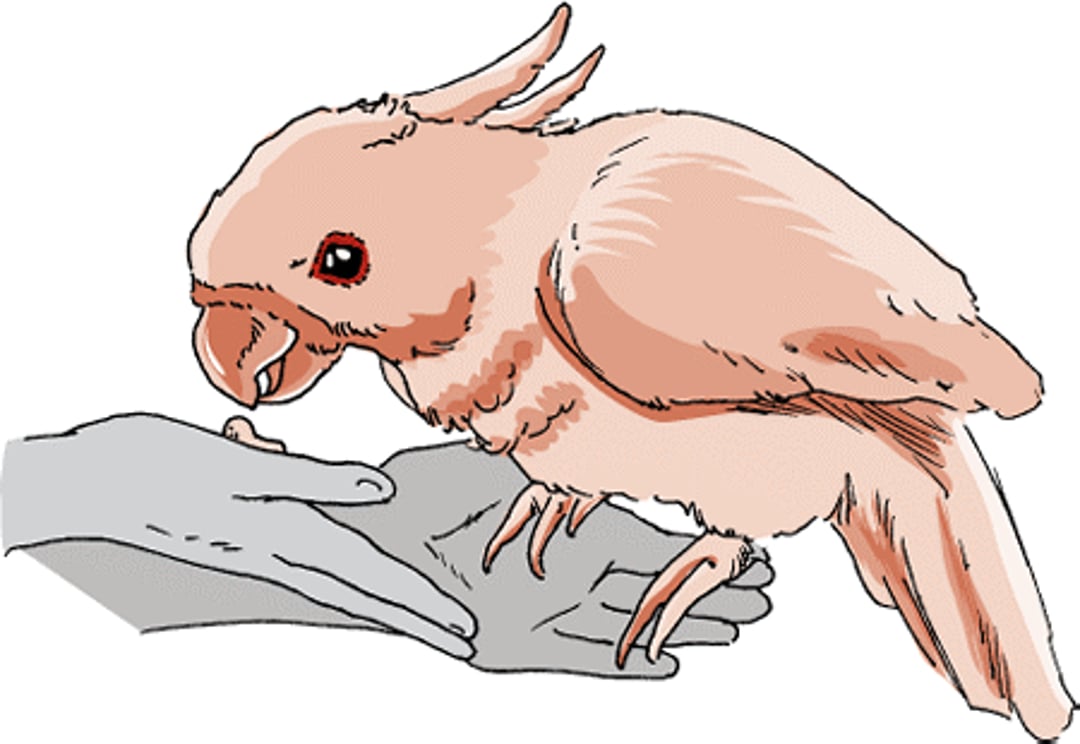 Prolapso cloacal, cacatúa