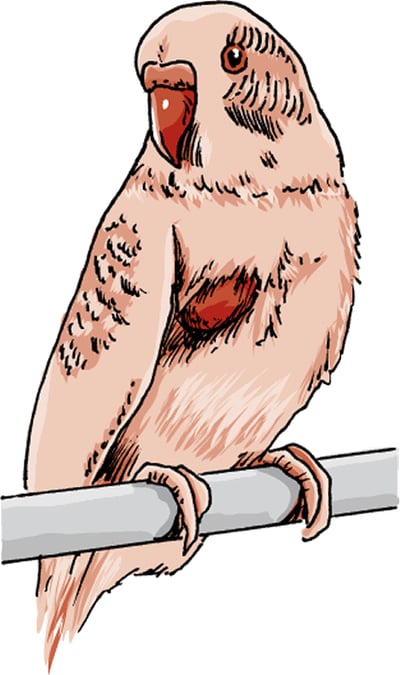 Lipoma, budgerigar