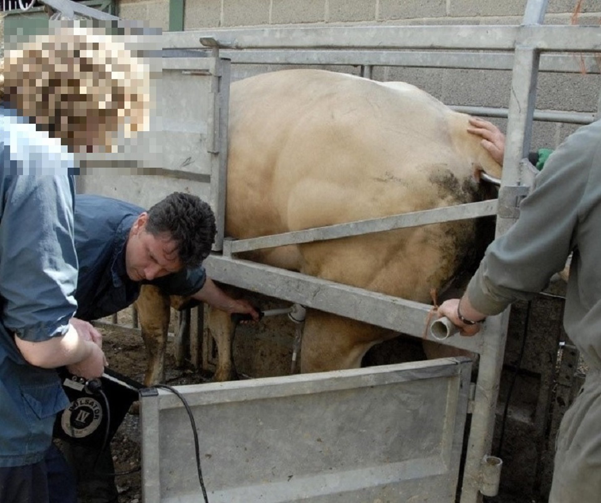 Breeding soundness examination, bull