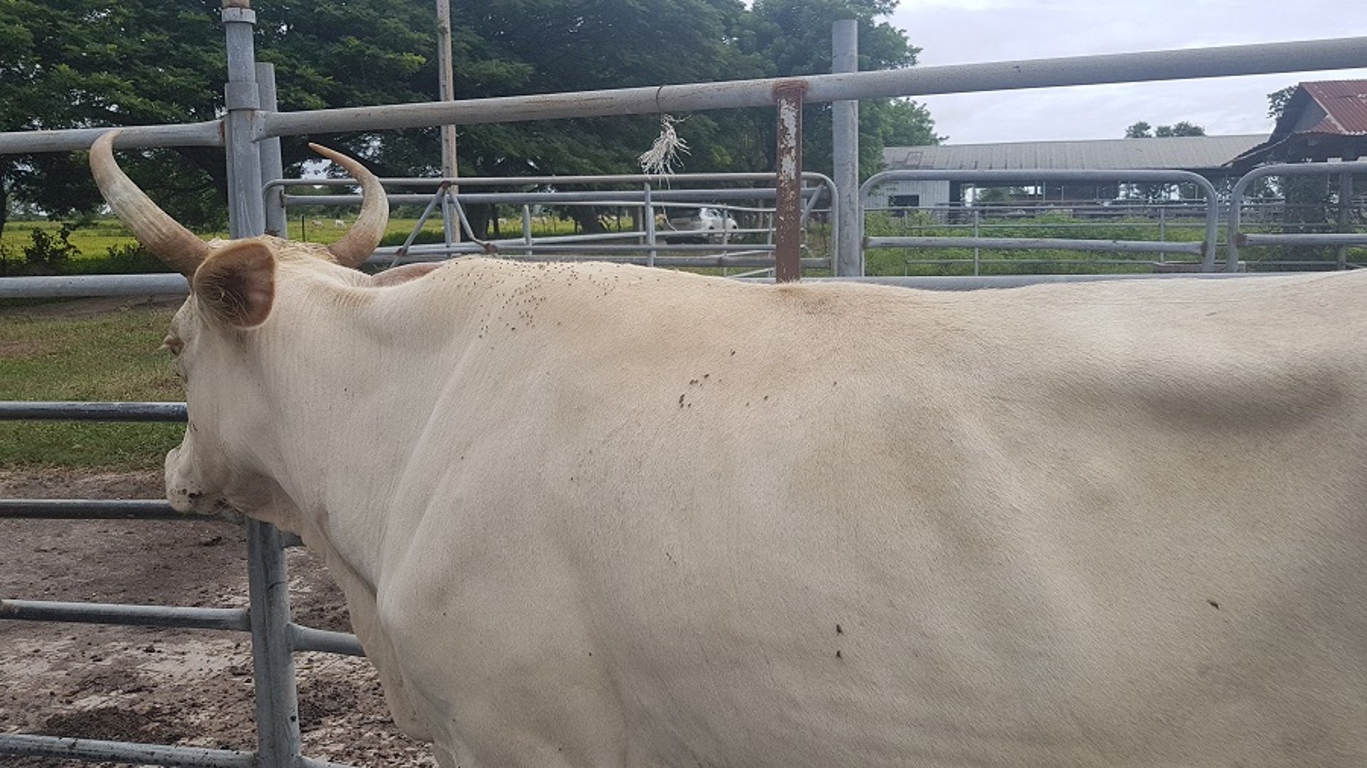 Buffalo flies, cattle