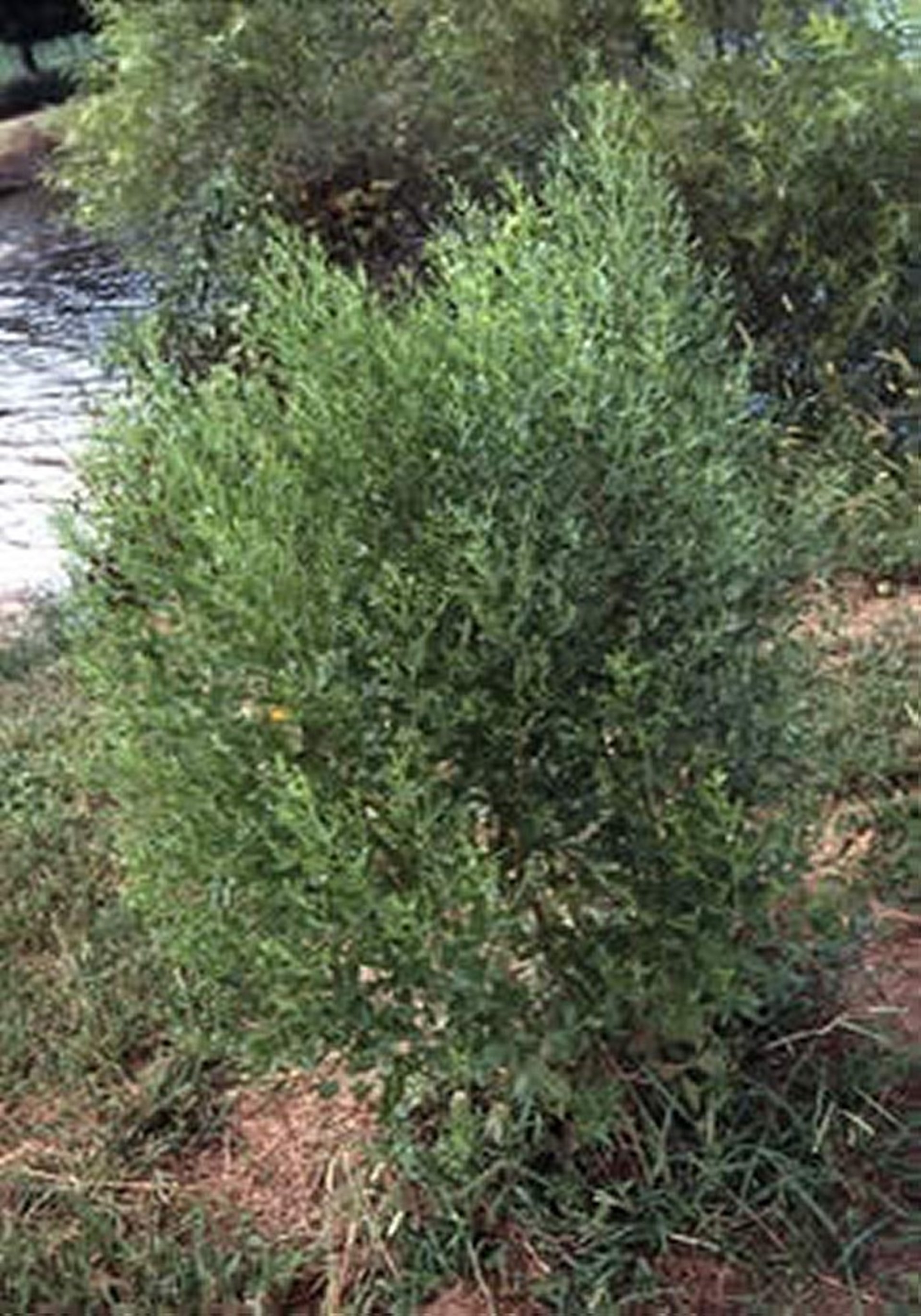 <i >Baccharis</i> spp (Silverling, Baccharis, Yerba-de-pasmo)
