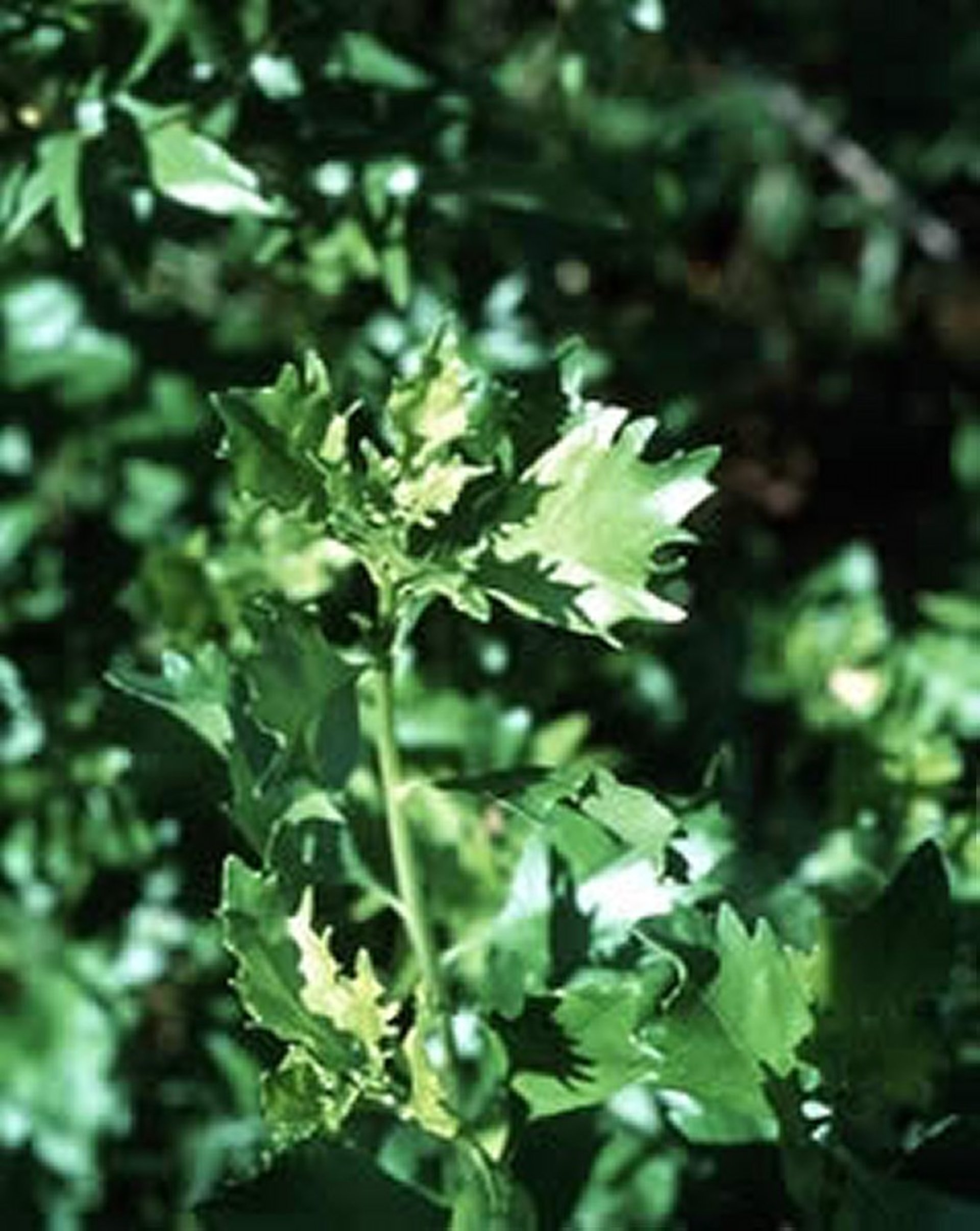 <i >Baccharis</i> spp (Silverling, Baccharis, Yerba-de-pasmo), young plant