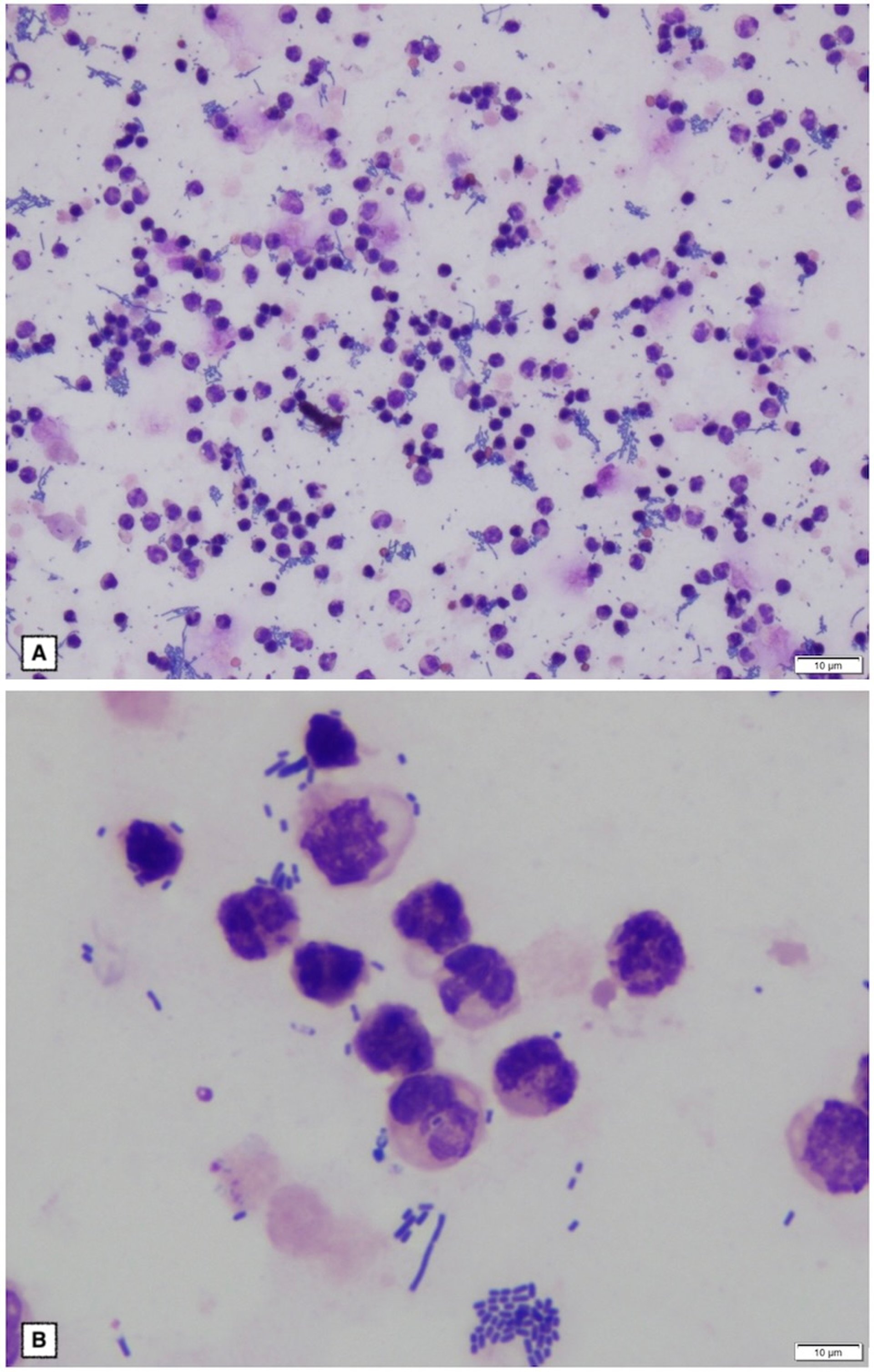 Bacteriúria e piúria, fotomicrografia, gato