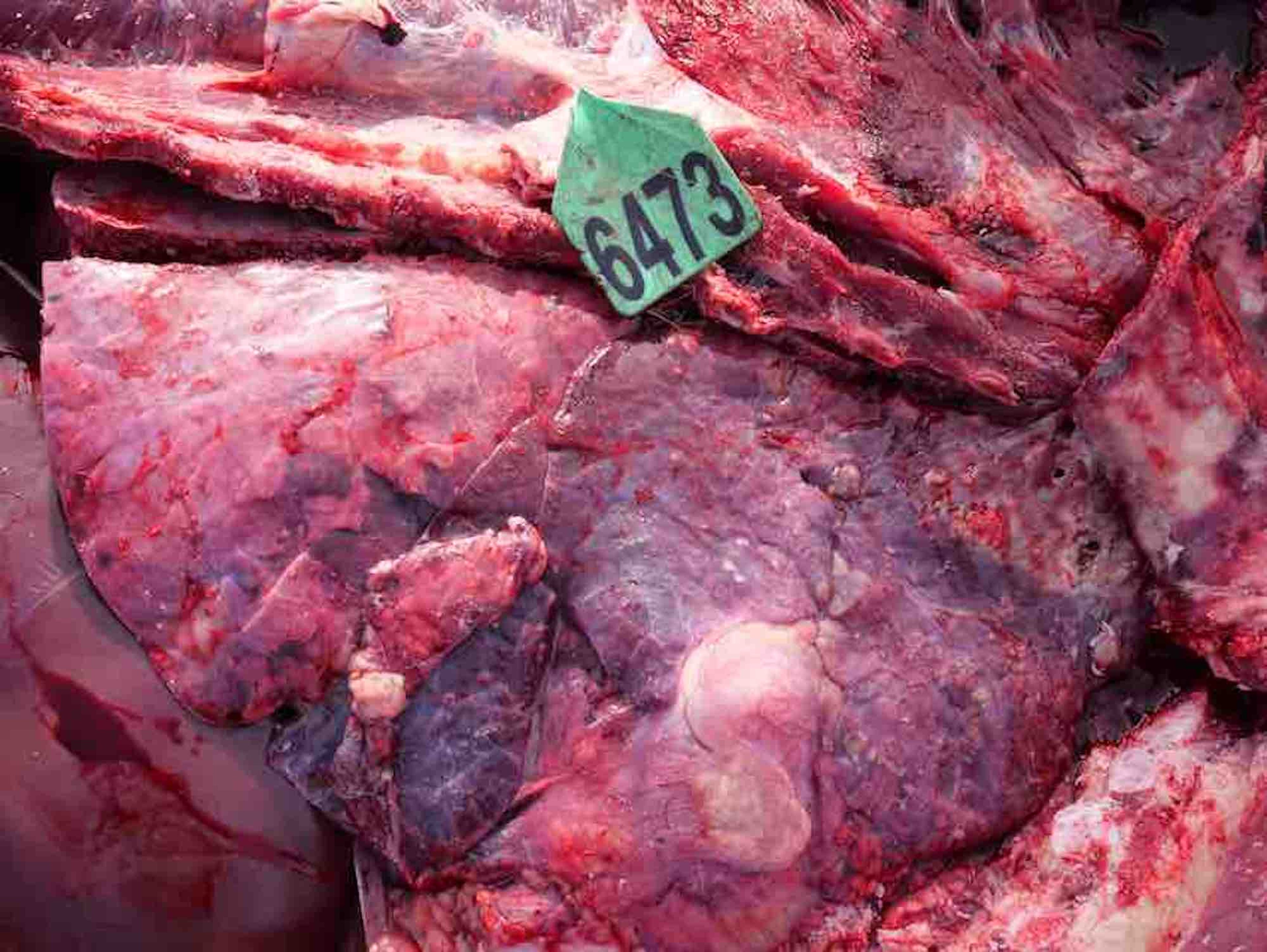 Bronconeumonía bacteriana, lesiones