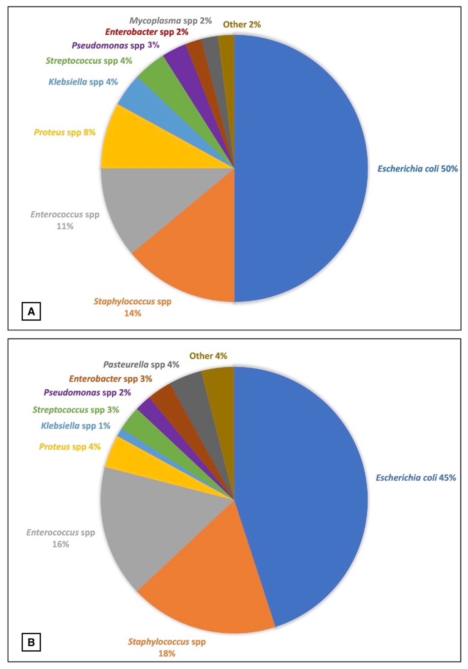 Bacterial species prevalence in urinary tract infections, dogs and cats