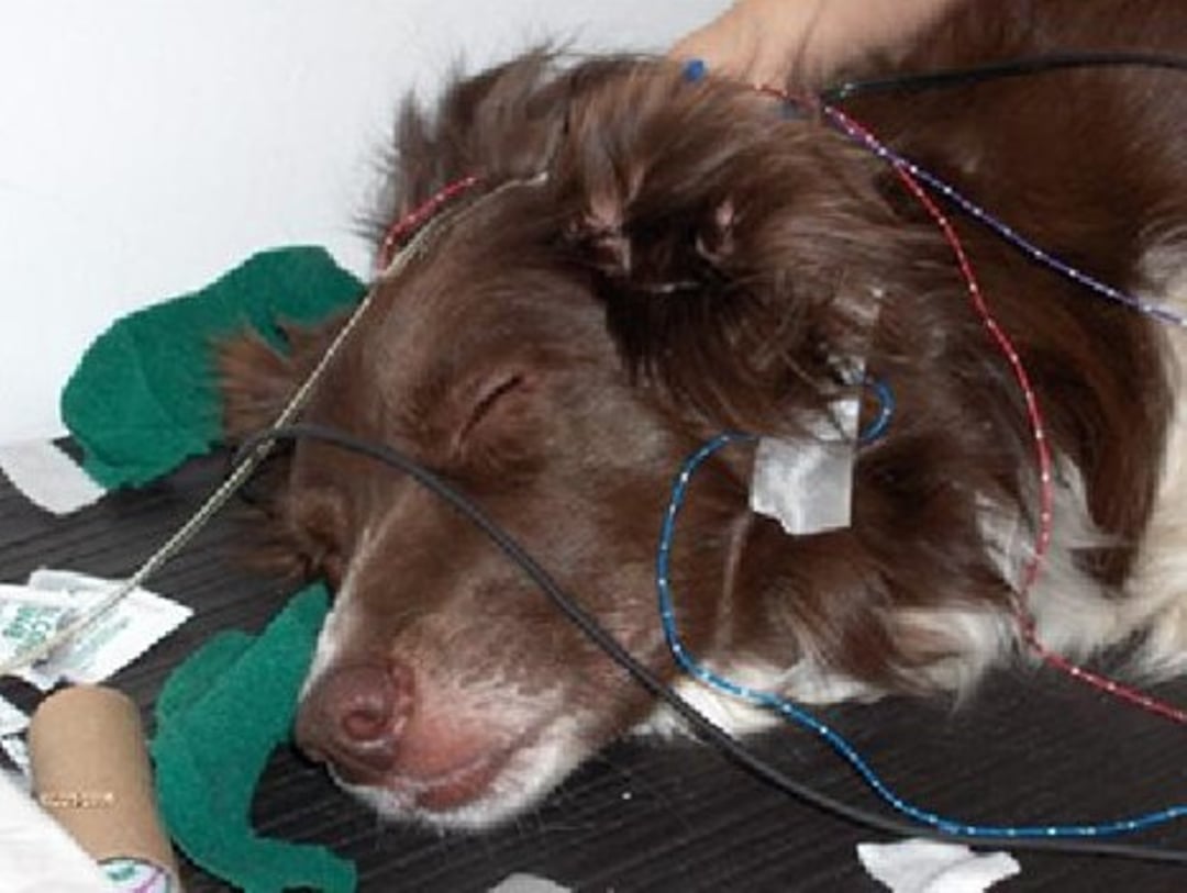Teste de resposta auditiva evocada do tronco cerebral (BAER), cão