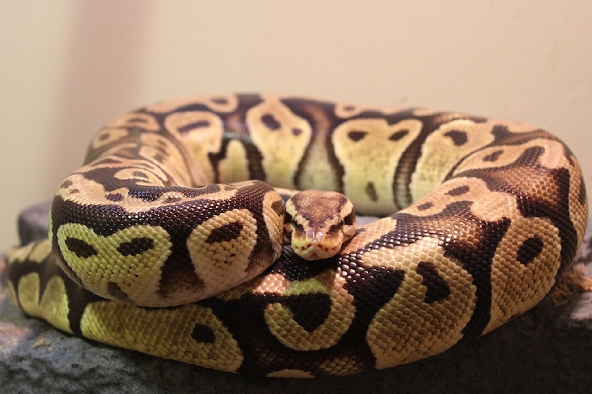 Ball (or royal) python (<i >Python regius</i>)
