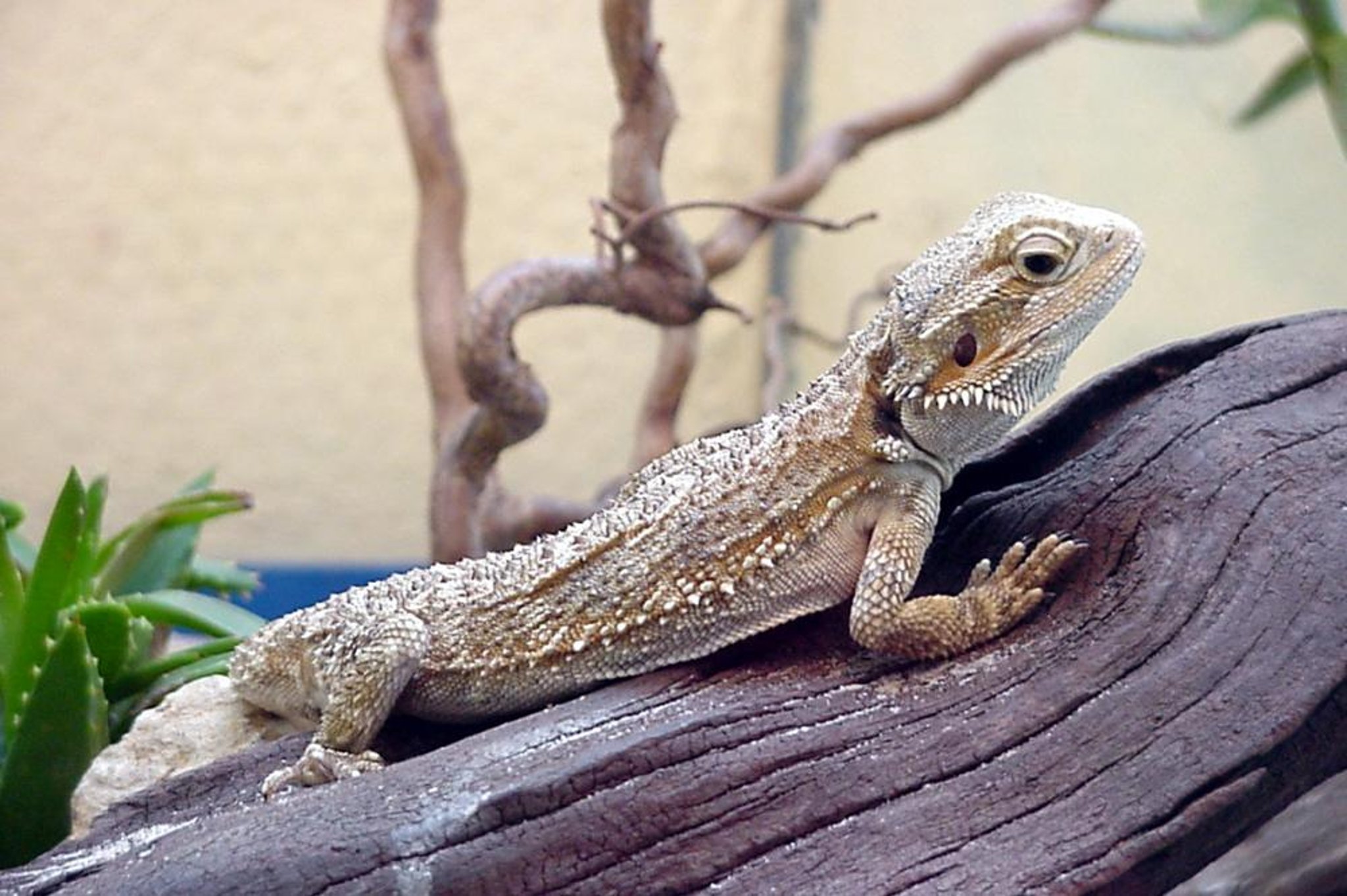Dragón barbudo (<i >Pogona vitticeps</i>)