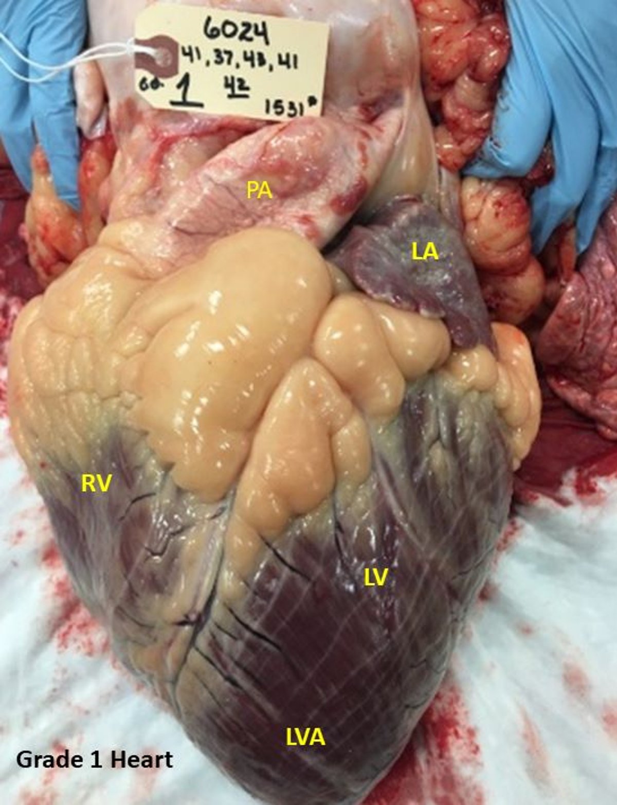 Bovine high-mountain disease, cardiac grade 1, steer