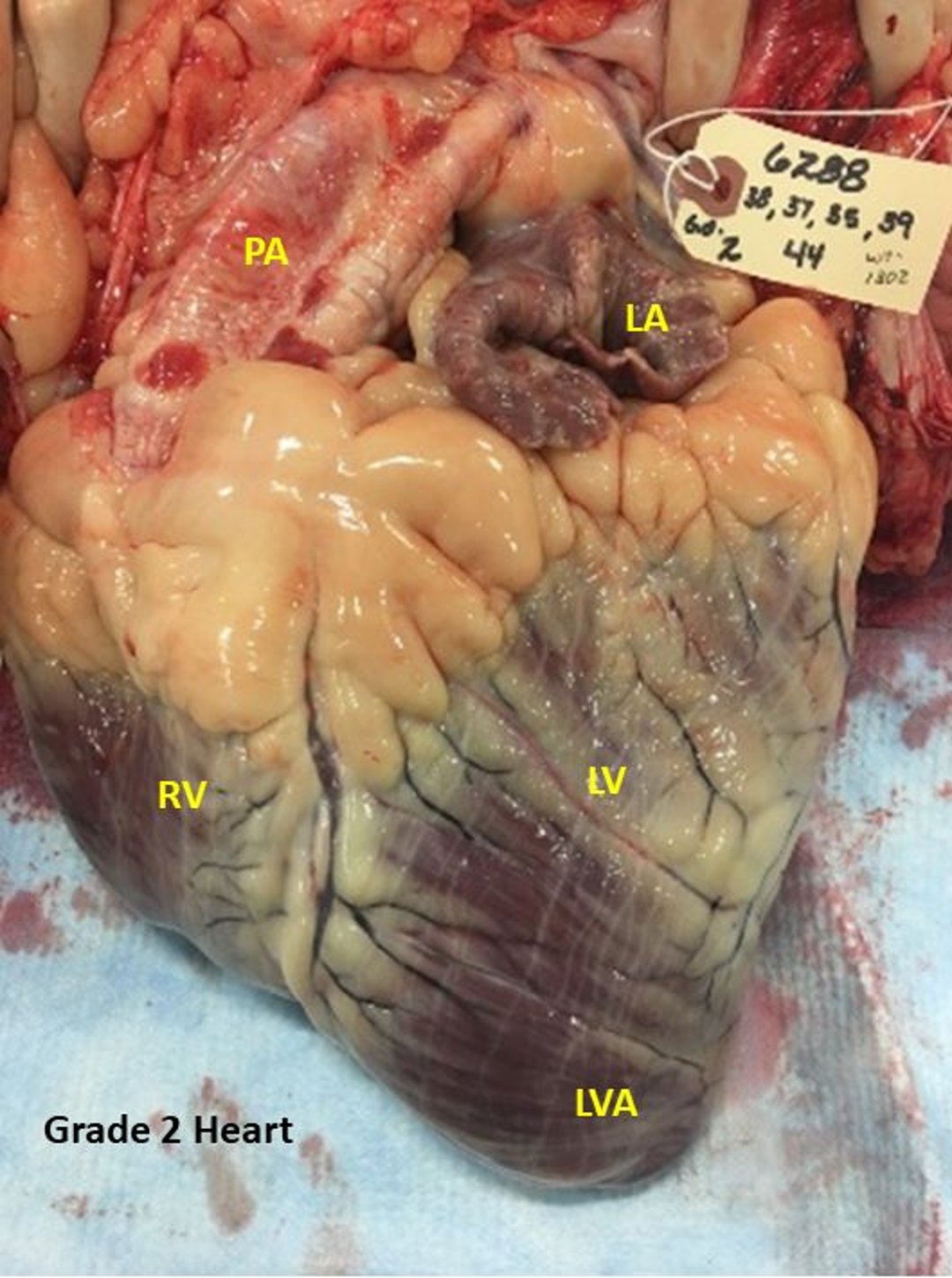 Bovine high-mountain disease, cardiac grade 2, steer