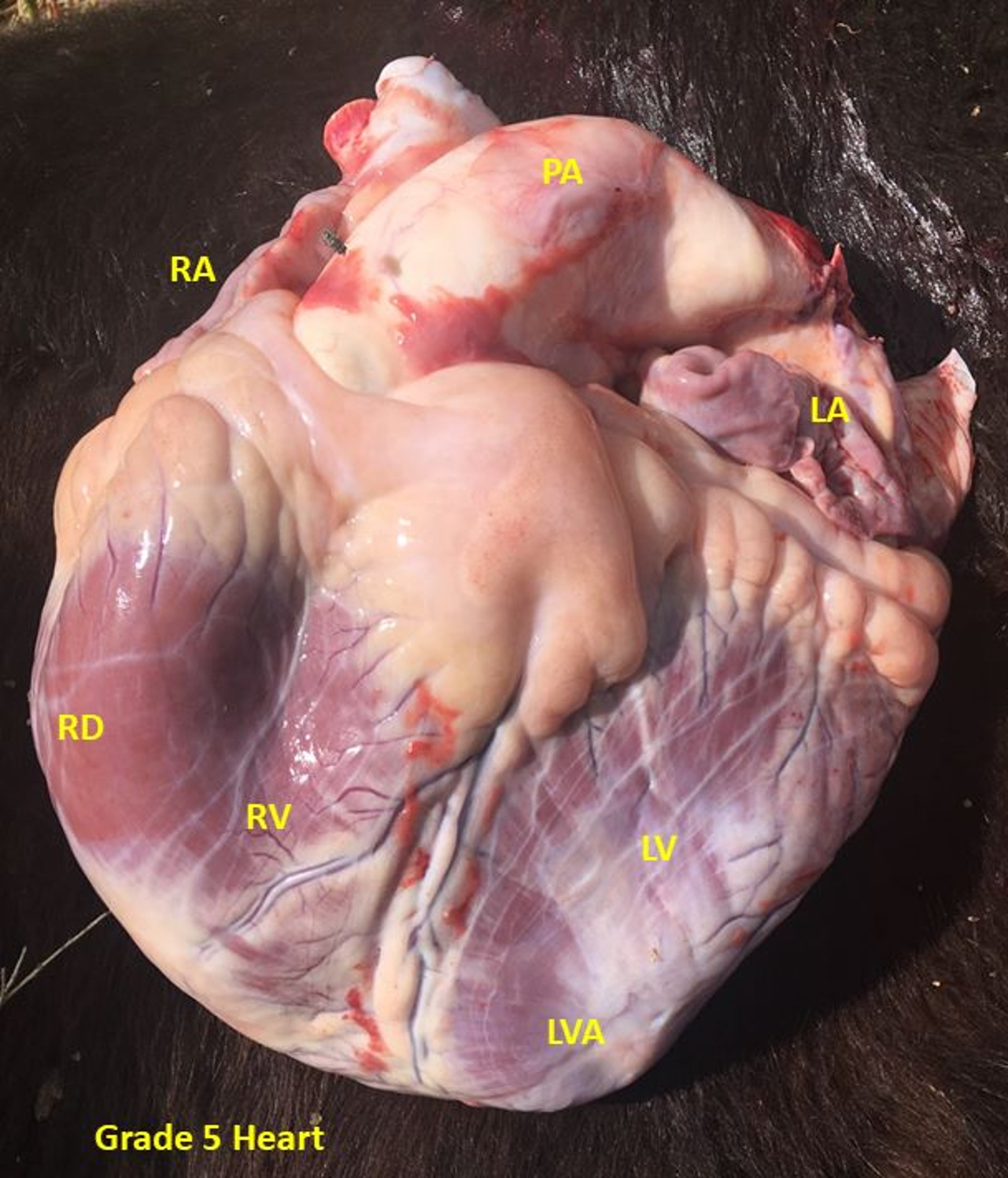 Bovine high-mountain disease, cardiac grade 5, steer
