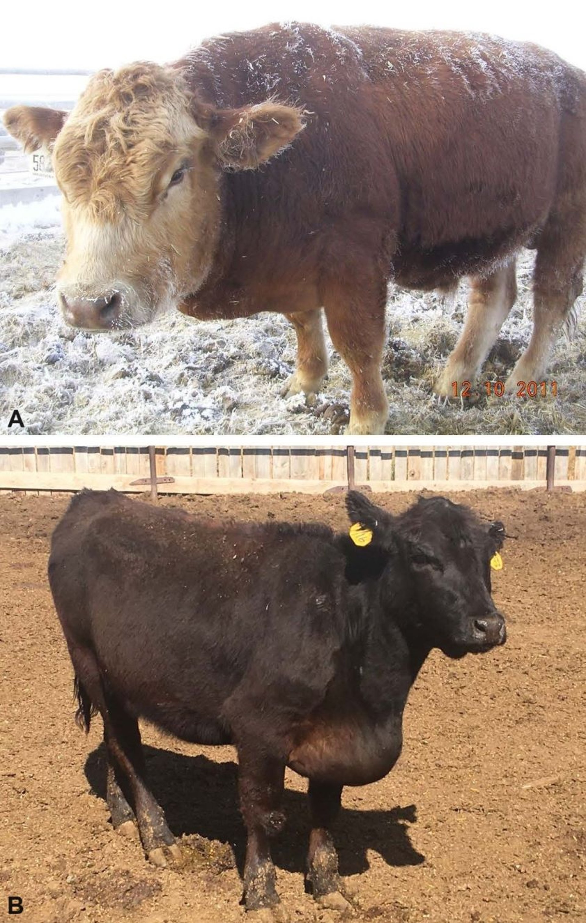 Bovine high-mountain disease, edema, steers