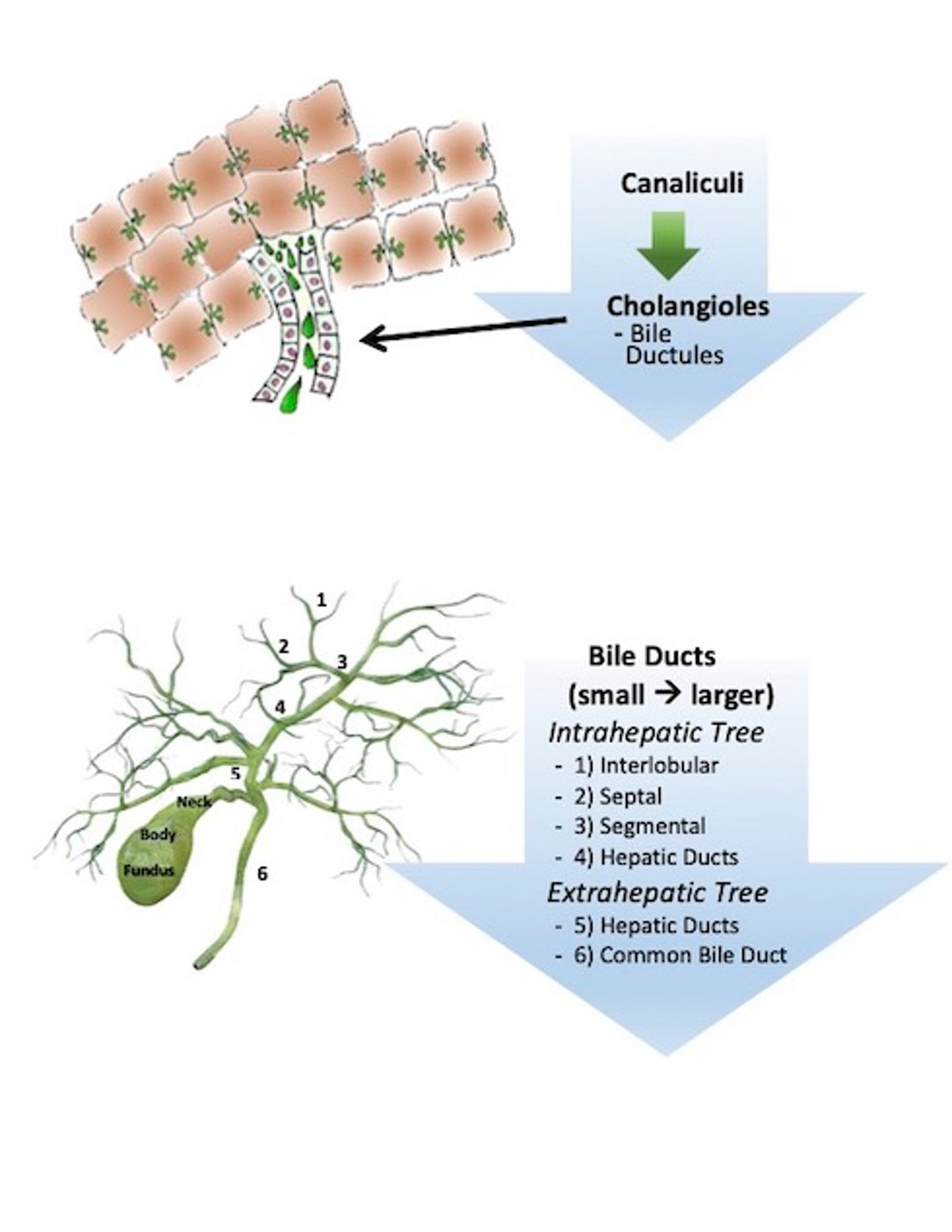 Canalículos del árbol biliar