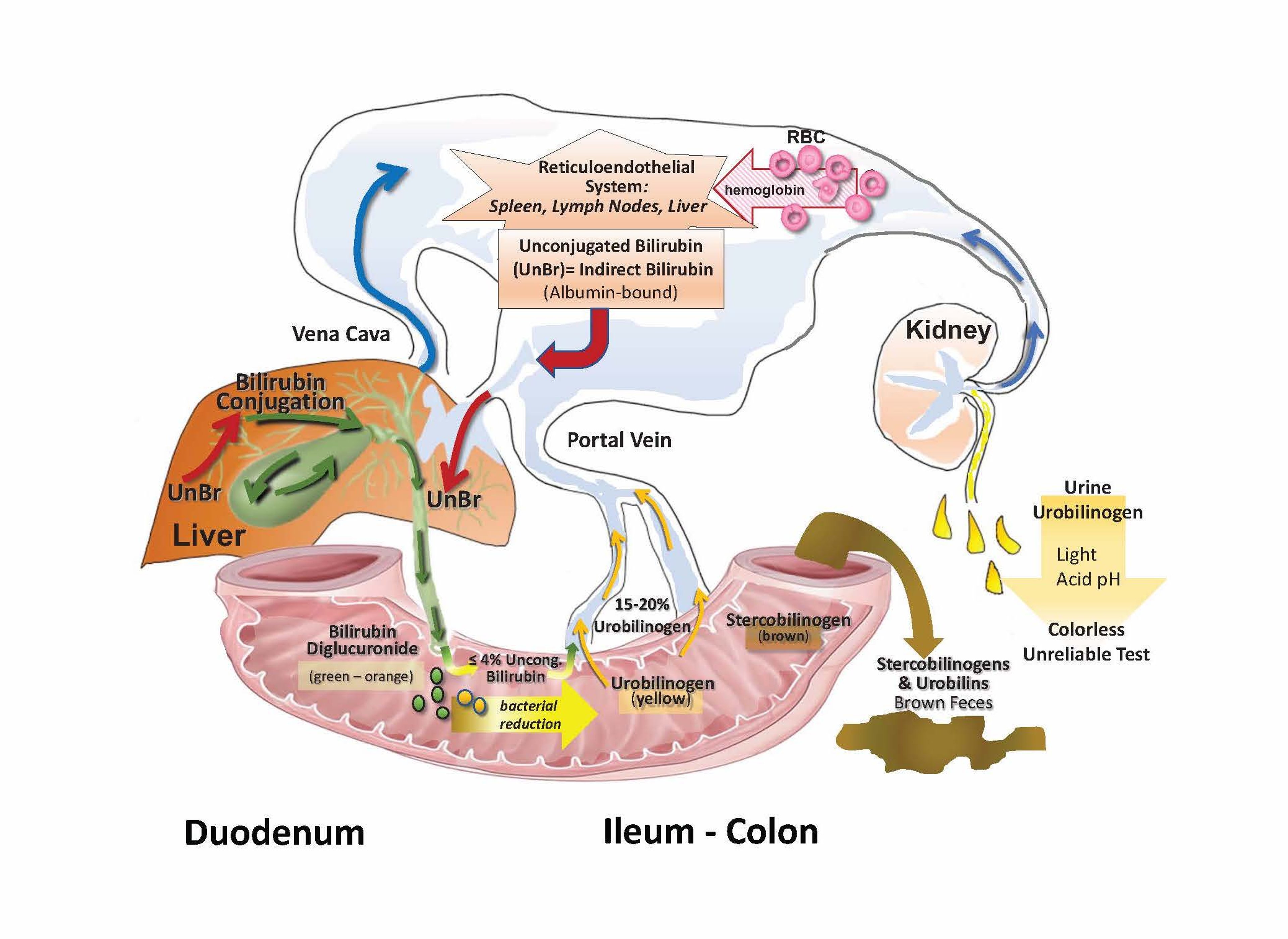 Bilirubin metabolism