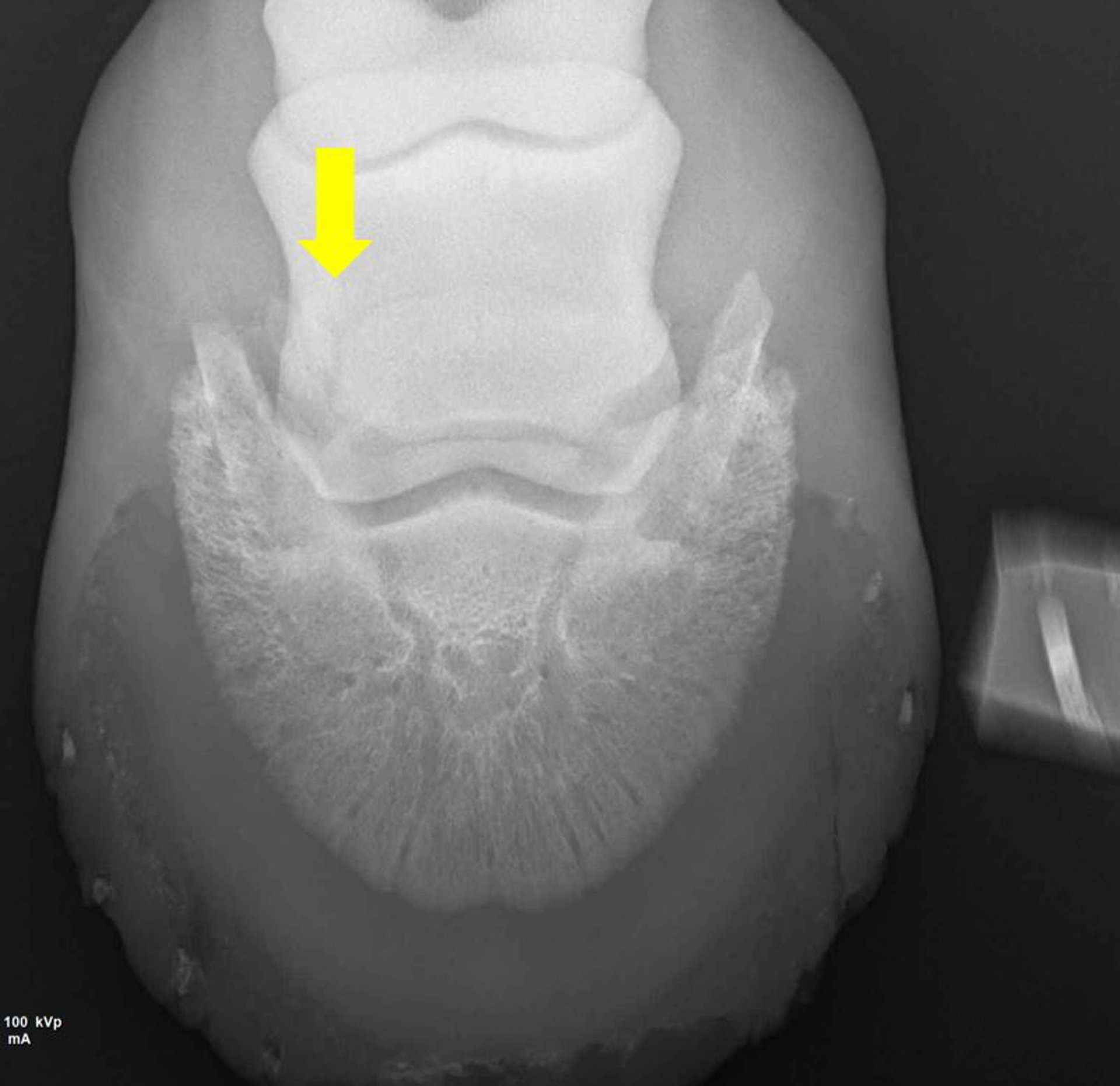 Hueso navicular bipartito, radiografía, caballo joven