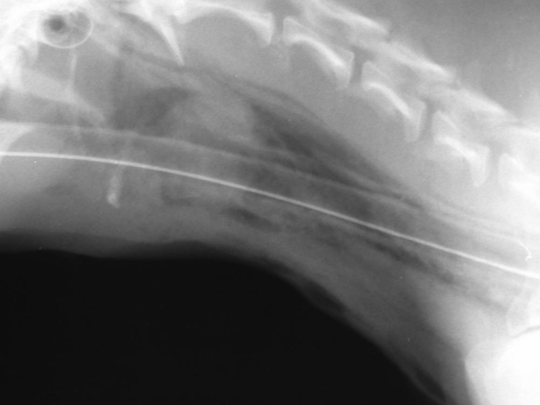 Bite wound, damaged larynx, radiograph, dog
