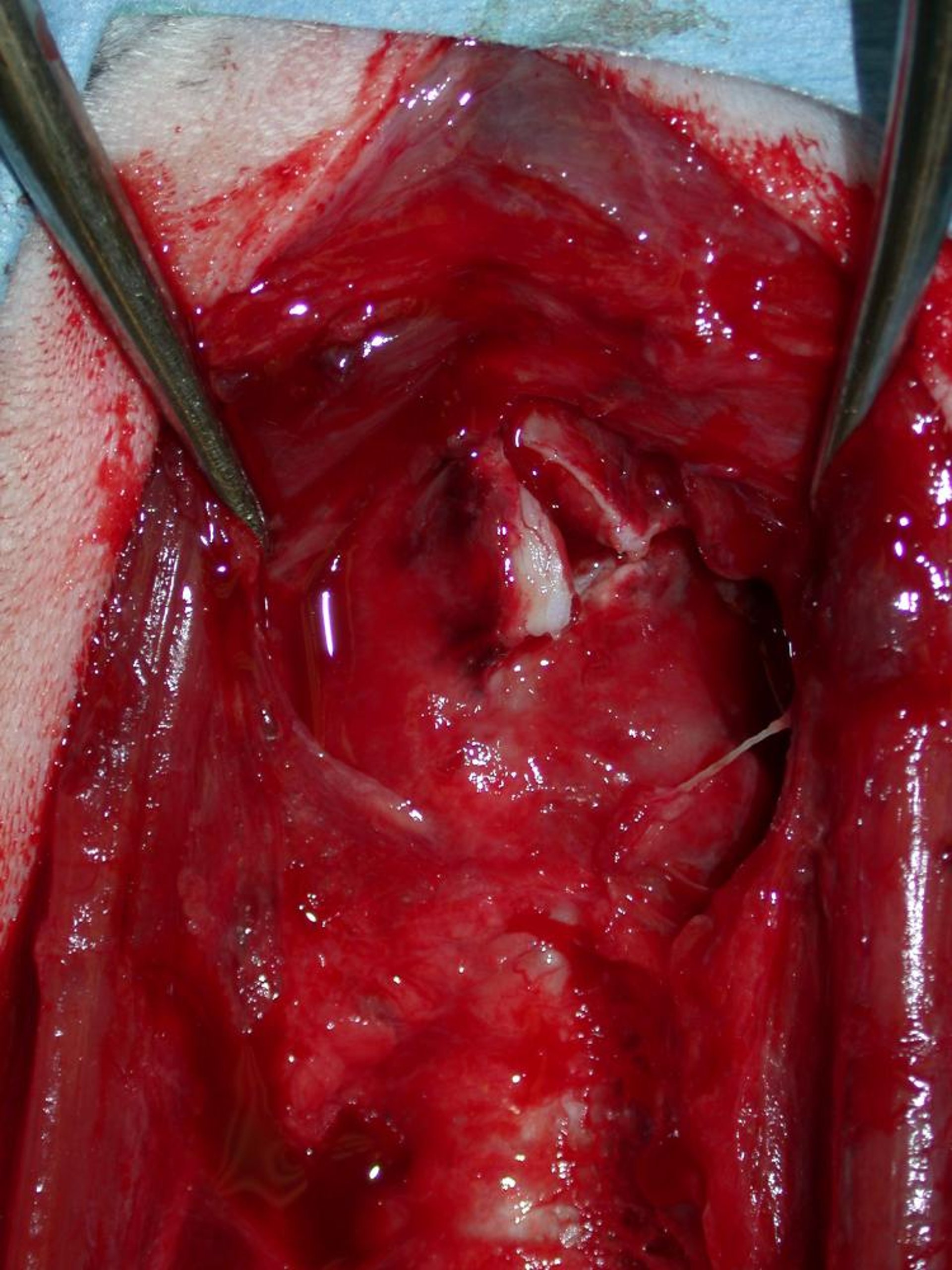 Bite wound, laryngeal cartilage damage, dog