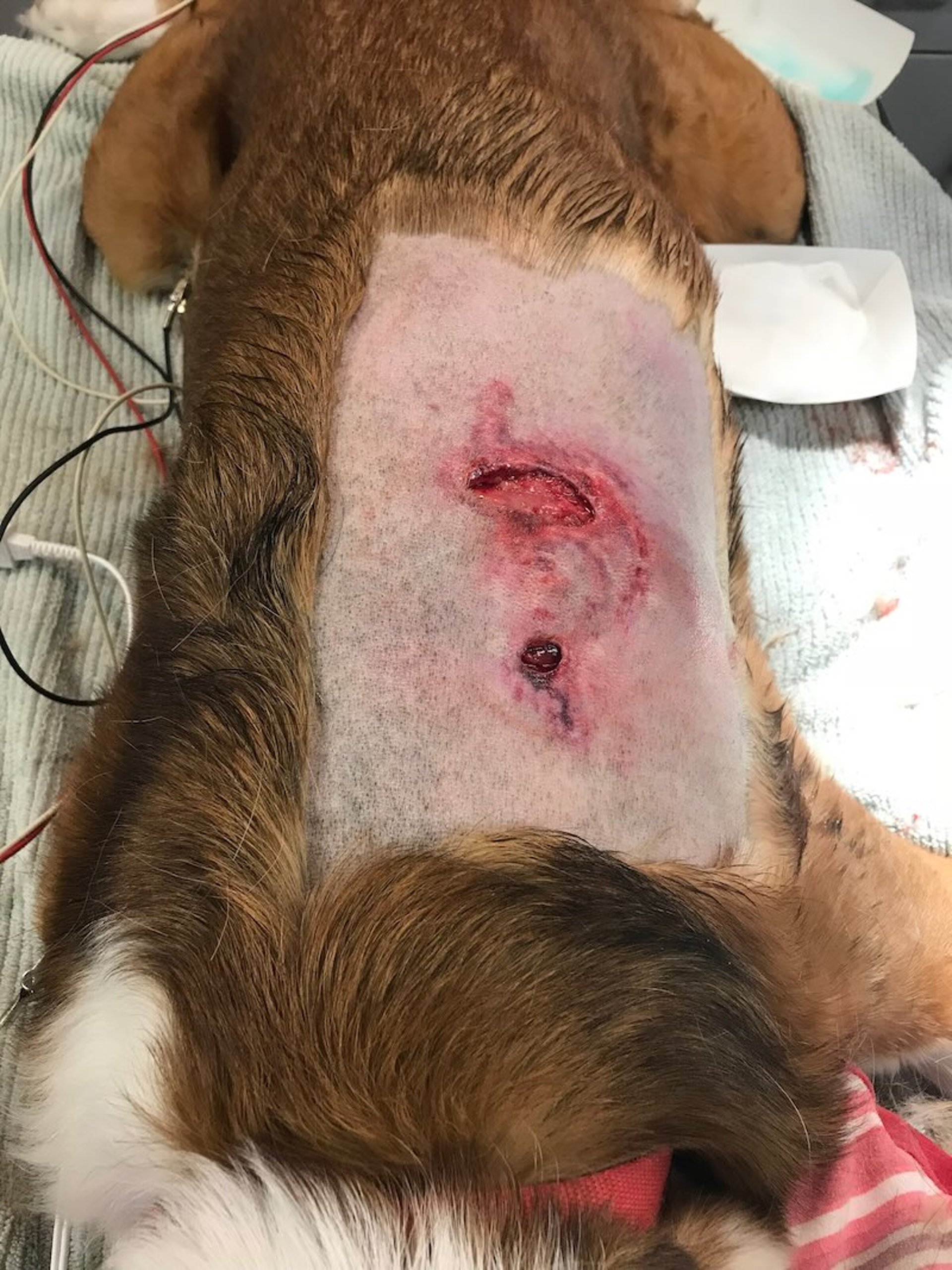 Bite wounds, dorsum of a dog