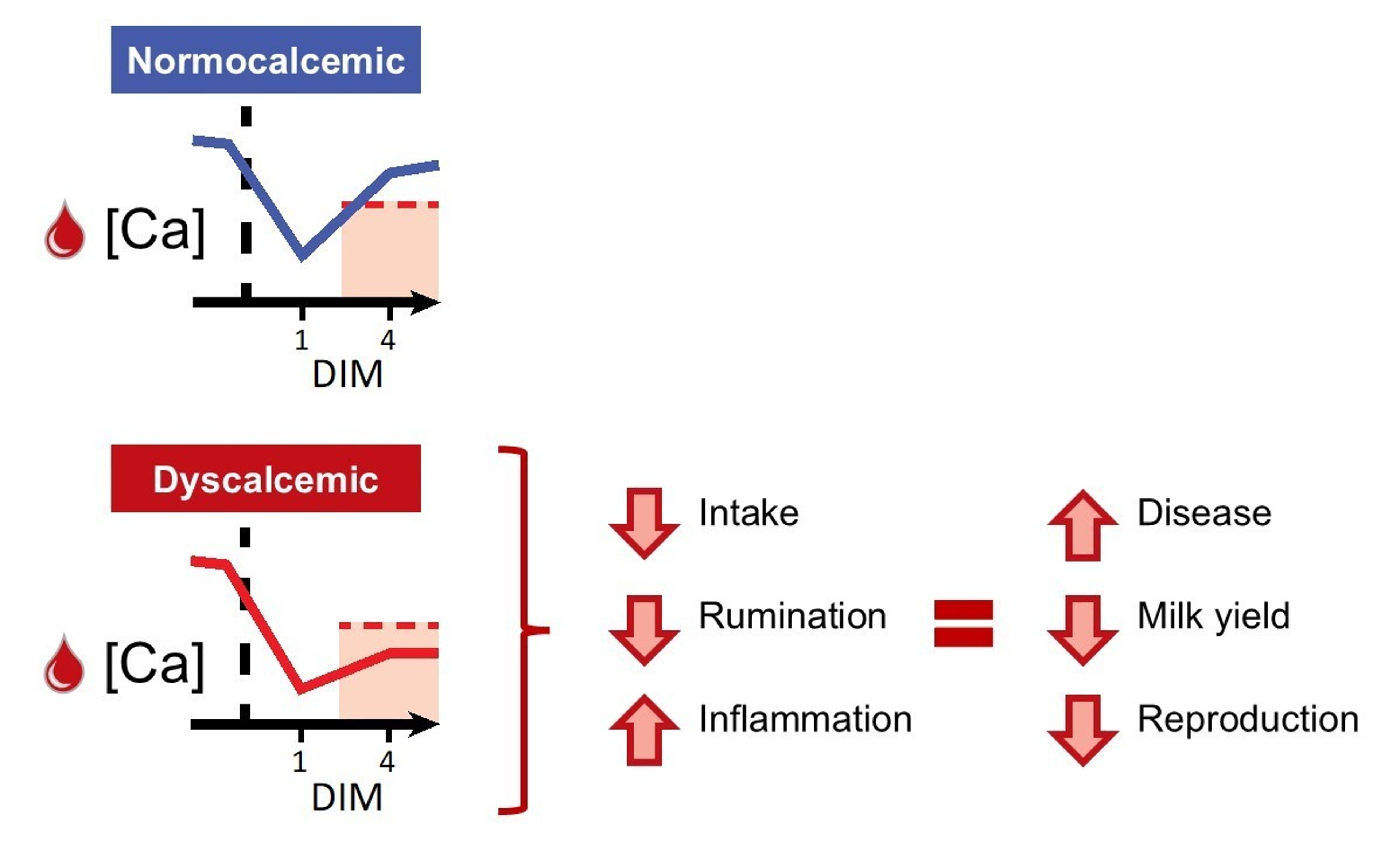 Blood calcium dynamics of normocalcemic and dyscalcemic multiparous cows
