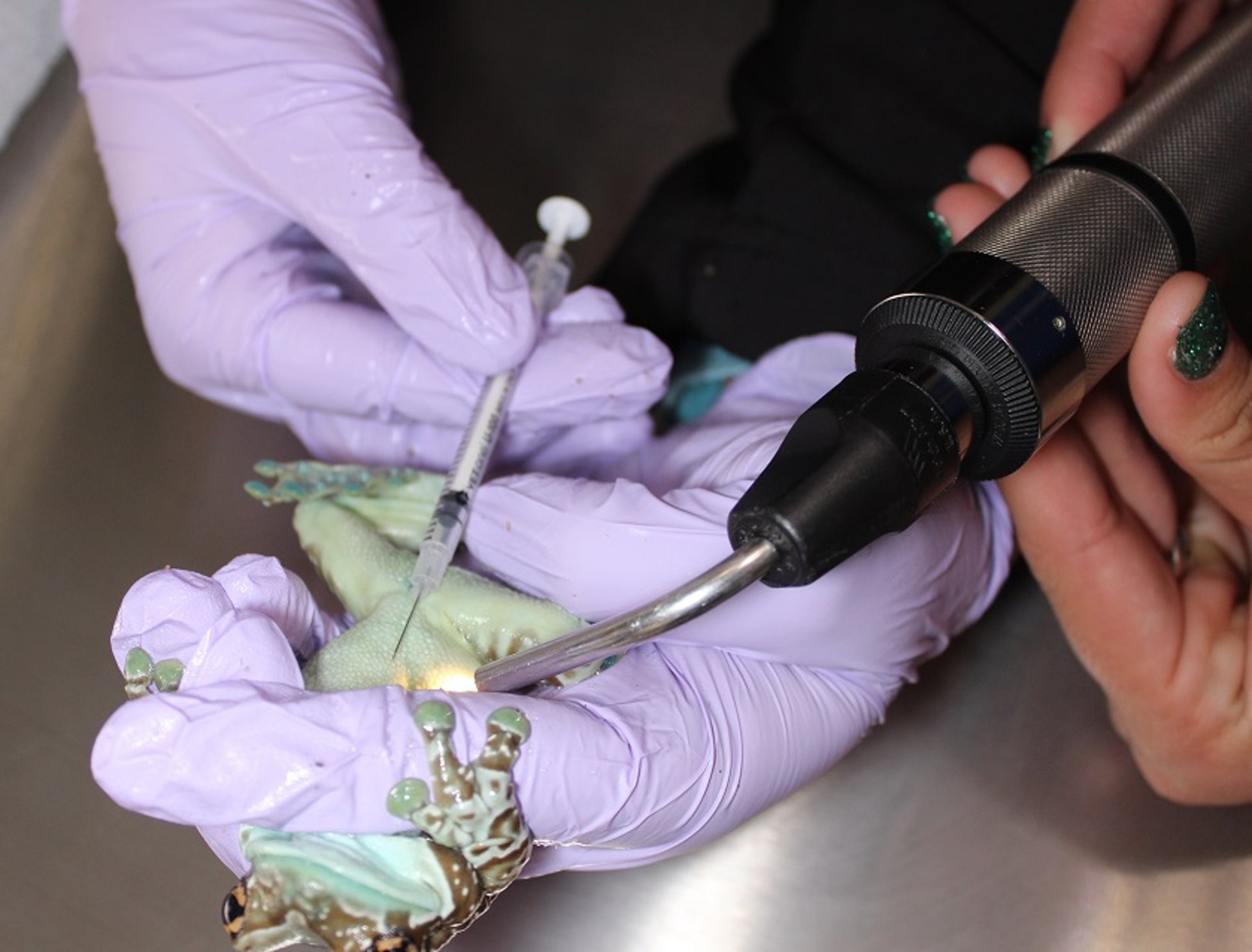 Recolección de sangre, rana lechera amazónica