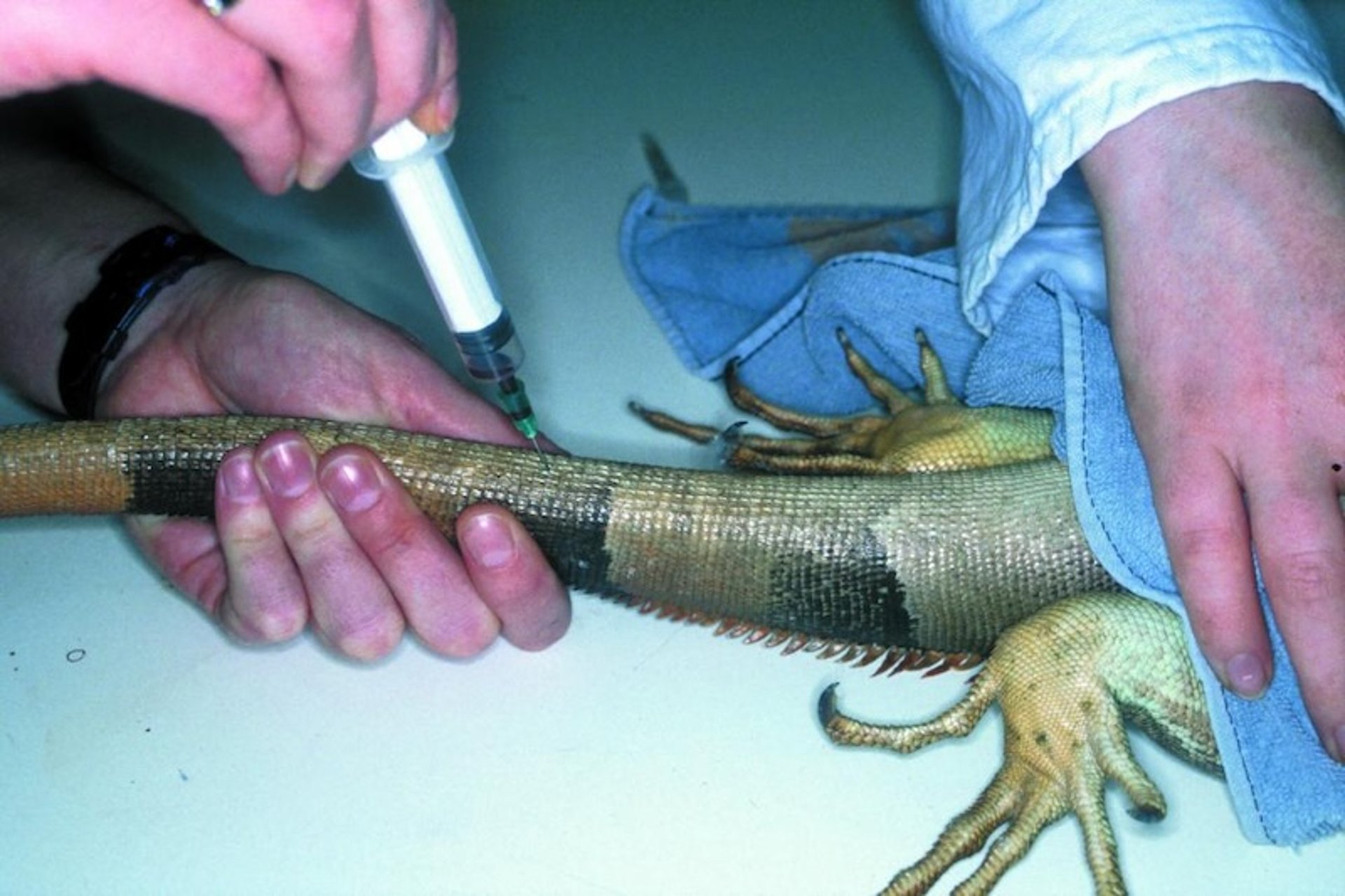 Blood collection, iguana