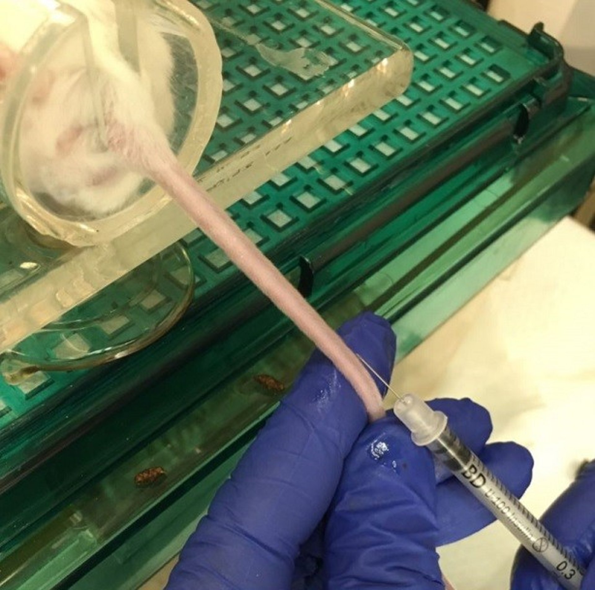 Blood collection, tail vein, mouse