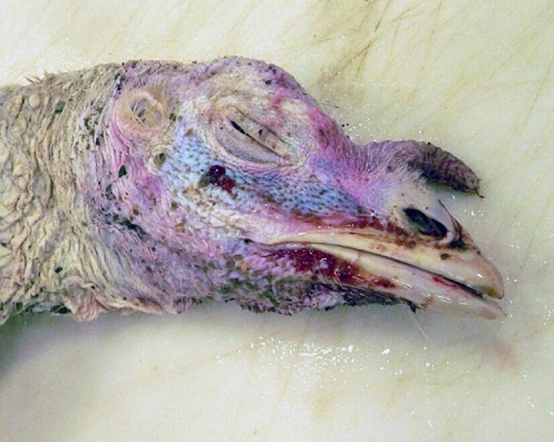 Blood from mouth, aortic rupture, turkey