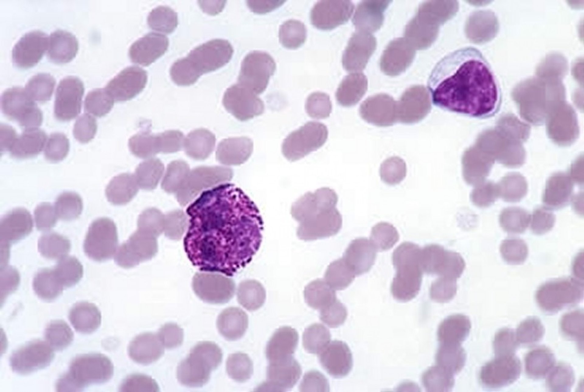 Blood smear, platelets, horse