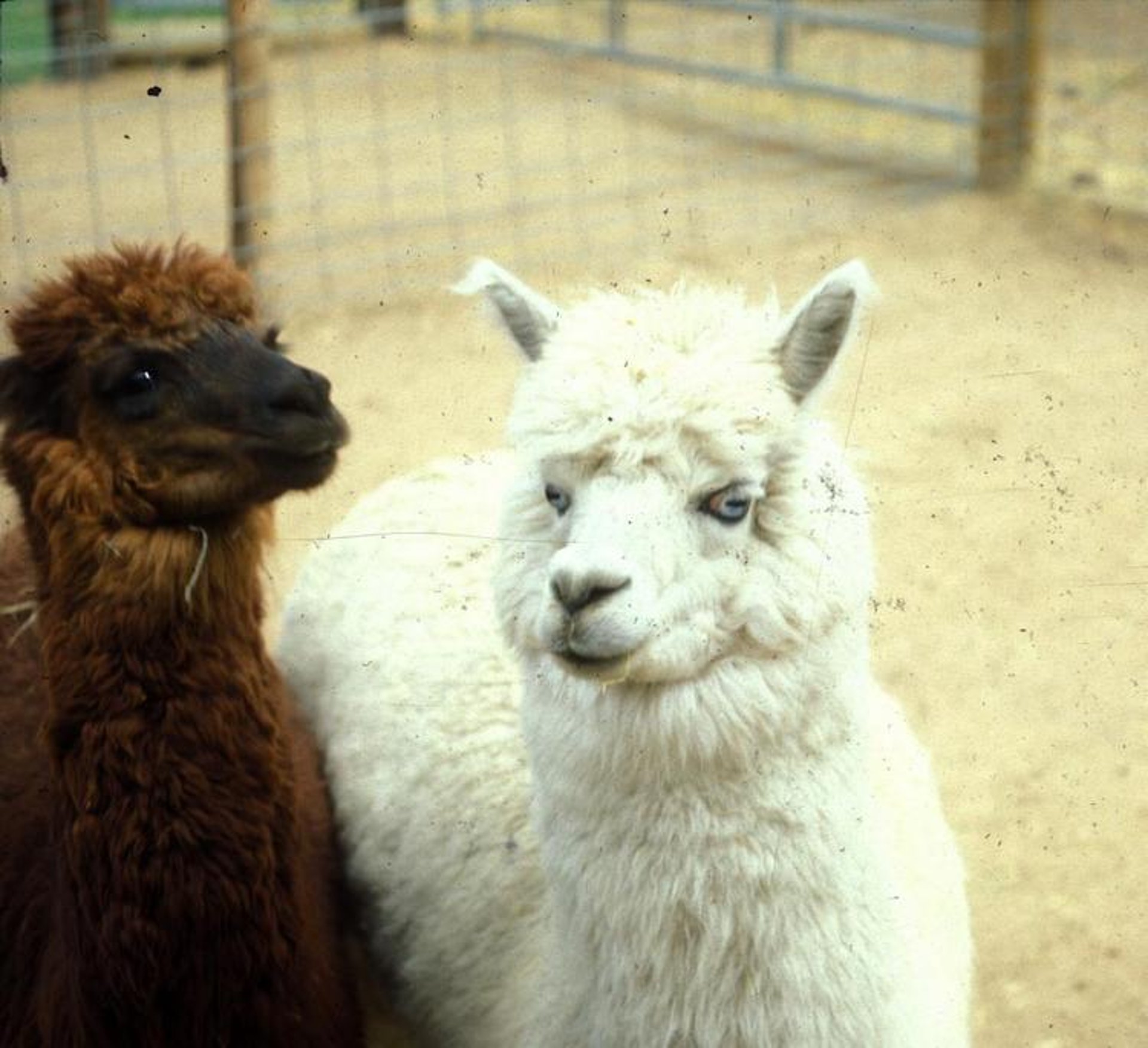 Sordera de ojos azules, alpaca