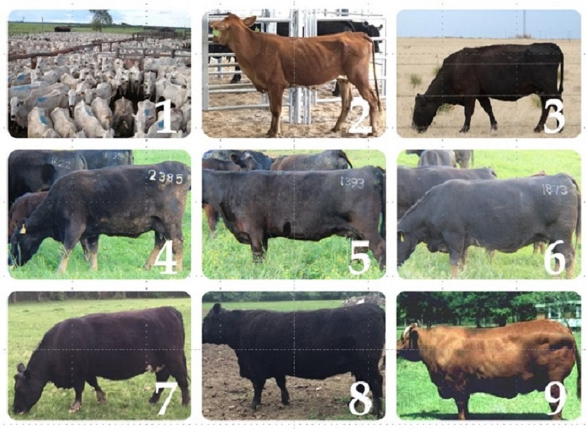 Body condition scores, mature beef cattle