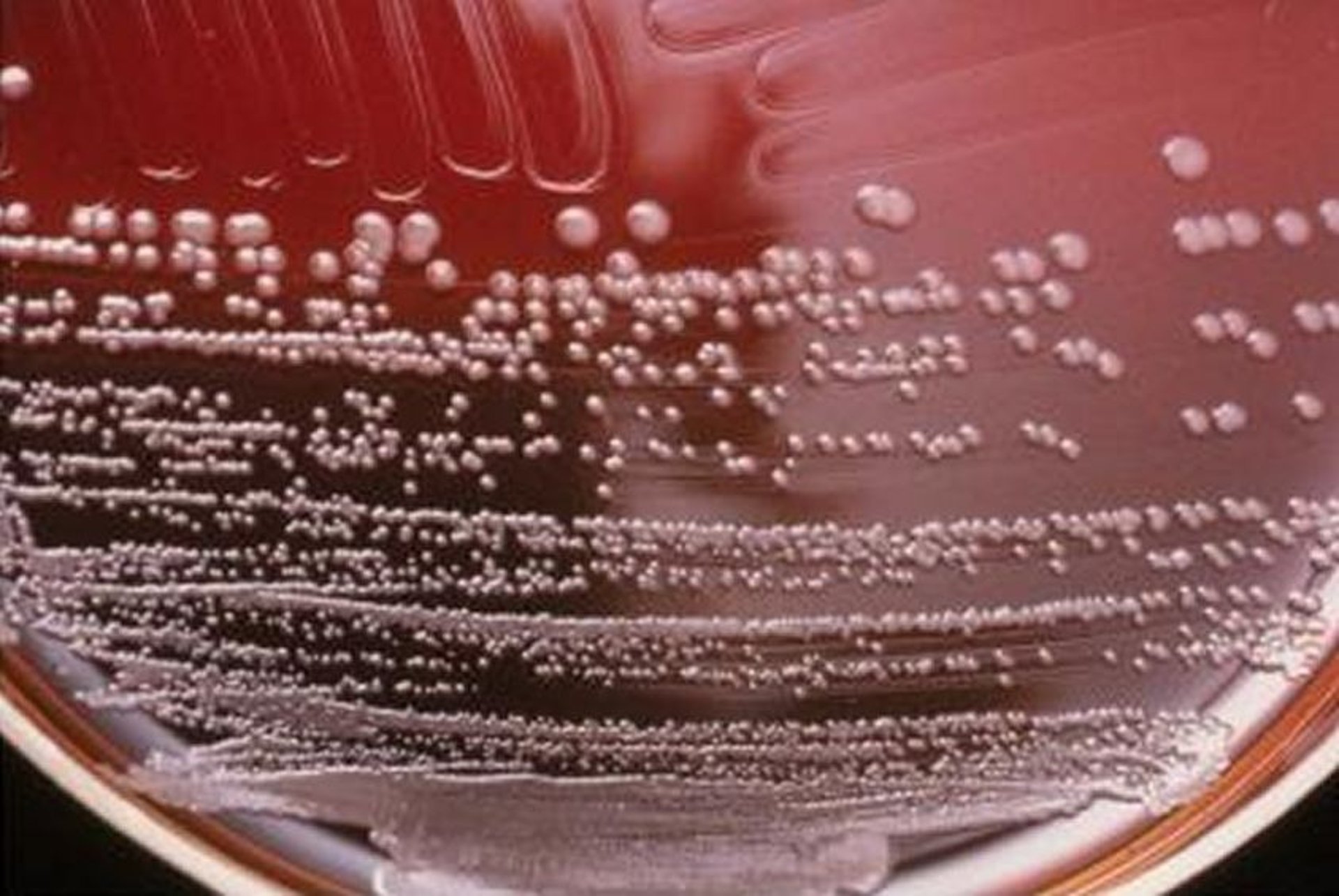 <i >Bordetella avium</i>, smooth colony morphology