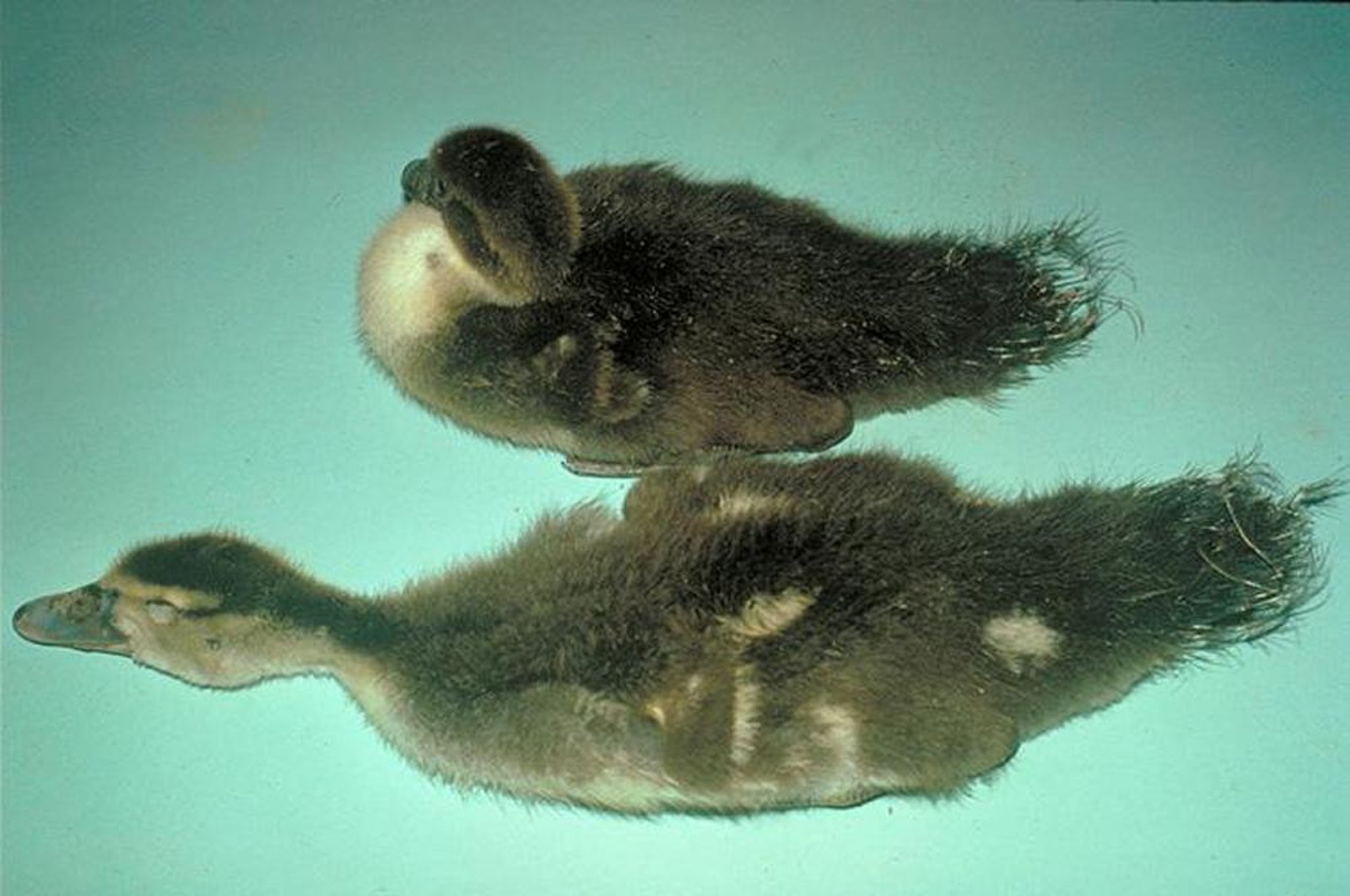 Botulism, duck