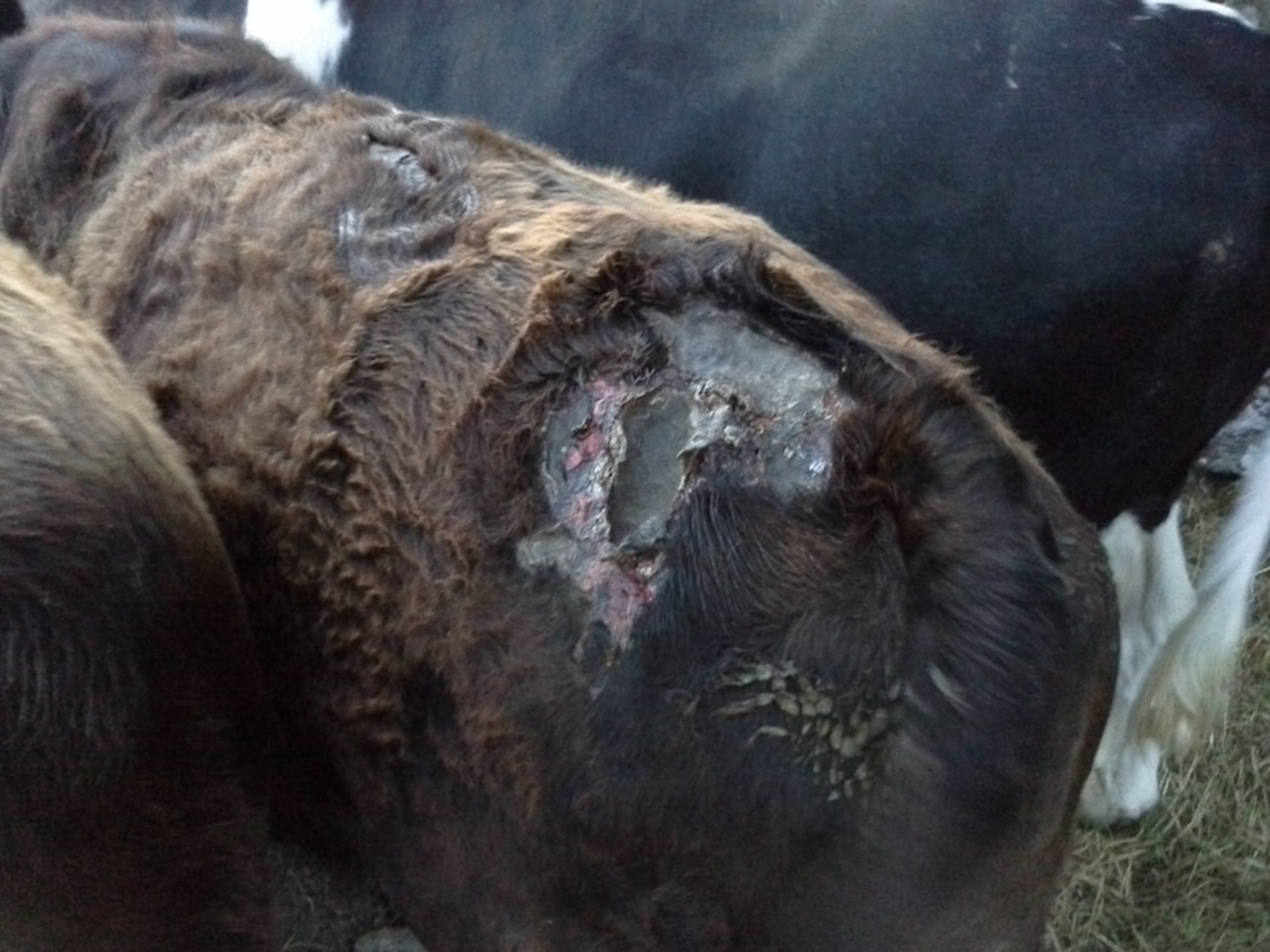 Protoporfiria eritropoyética congénita bovina, dermatitis, ternero