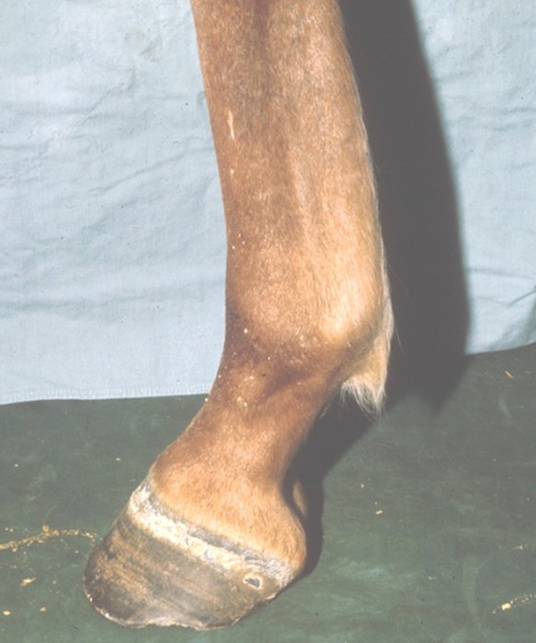 Tendón arqueado, caballo