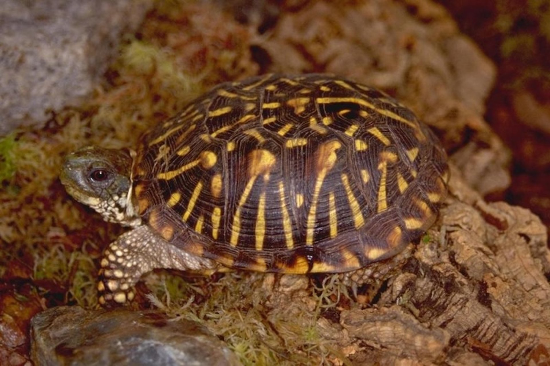 Tortuga de caja (<i >Terrapene</i> spp.)