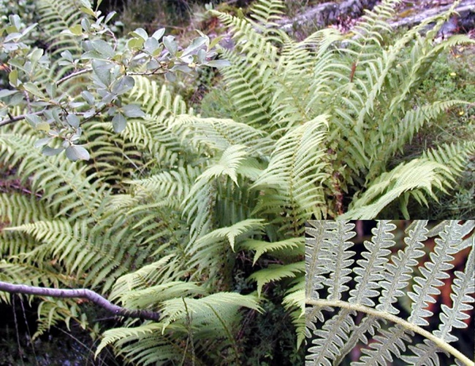 Helecho común (<i >Pteridium aquilinum</i>) con inserto
