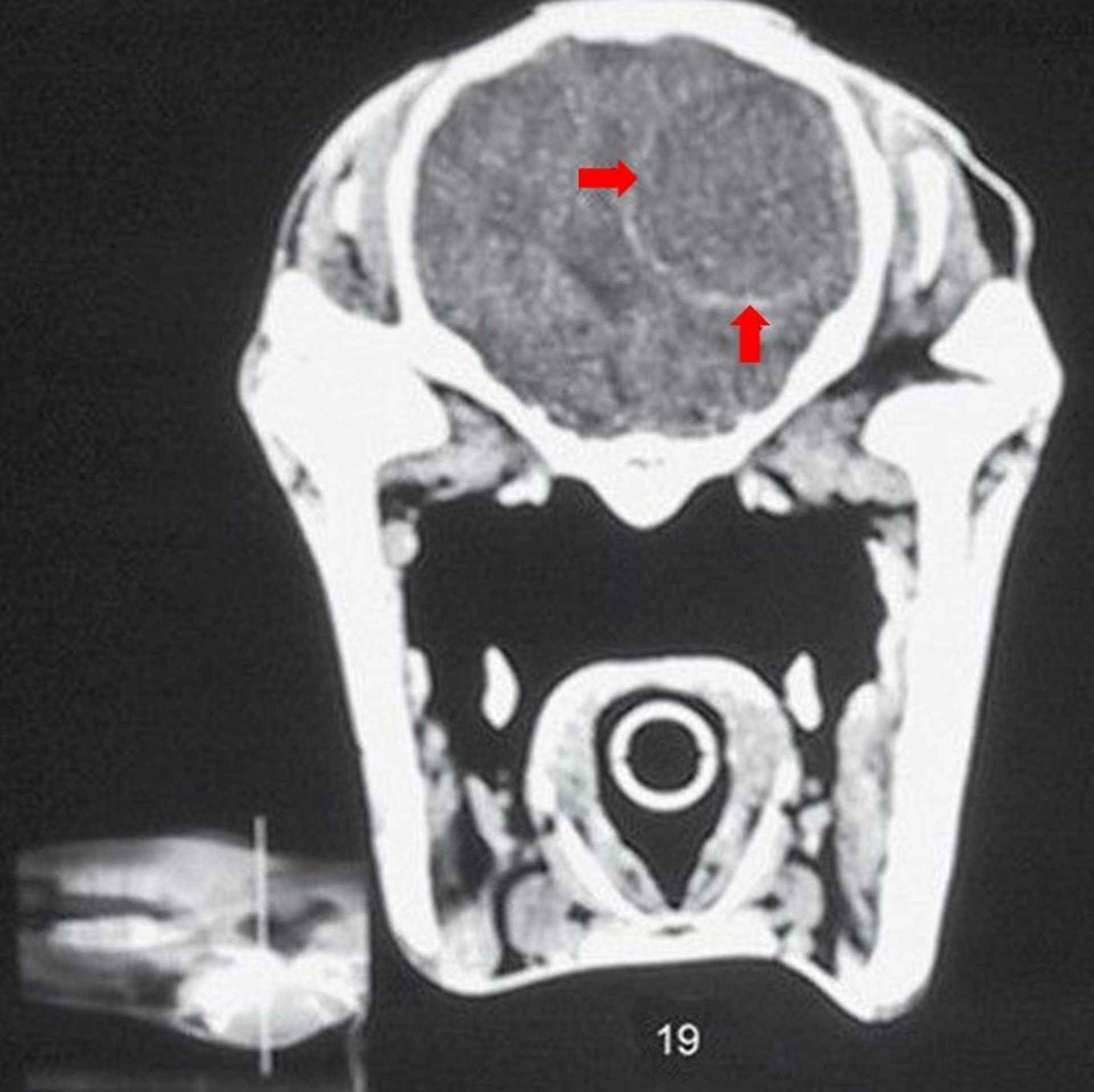 Brain abscess, foal, CT image