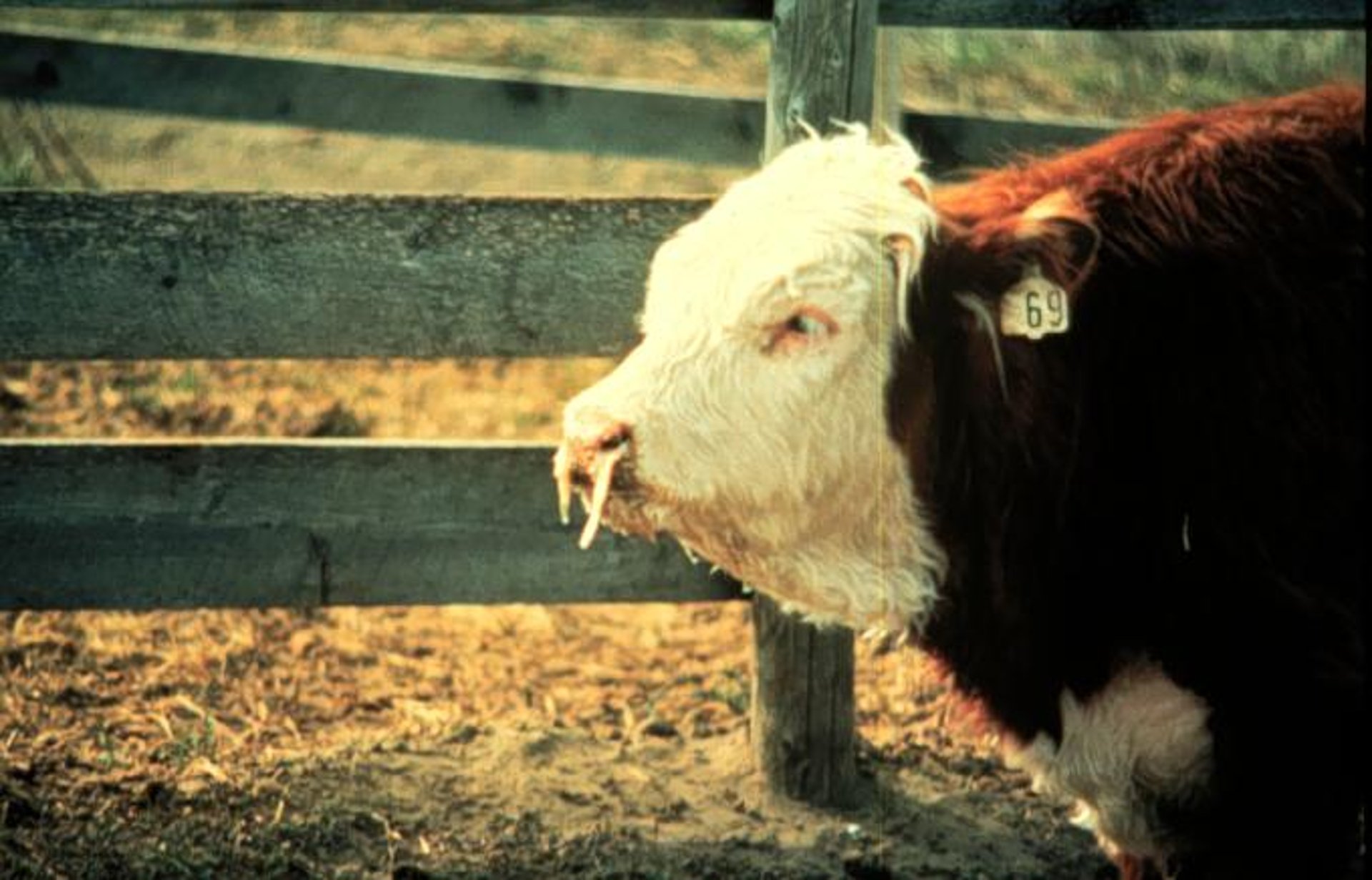 Bovine respiratory disease, clinical signs, steer