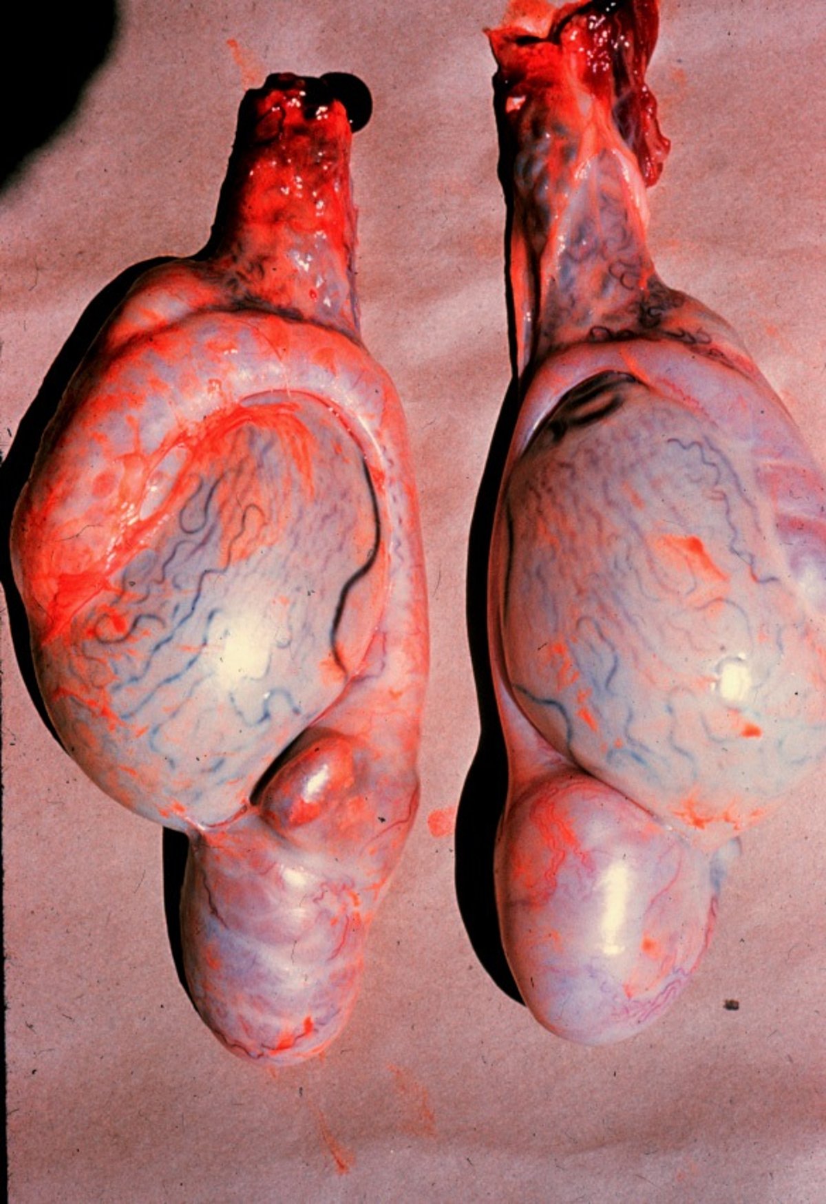 Lesiones por <i >B ovis</i>, epidídimo, ovino