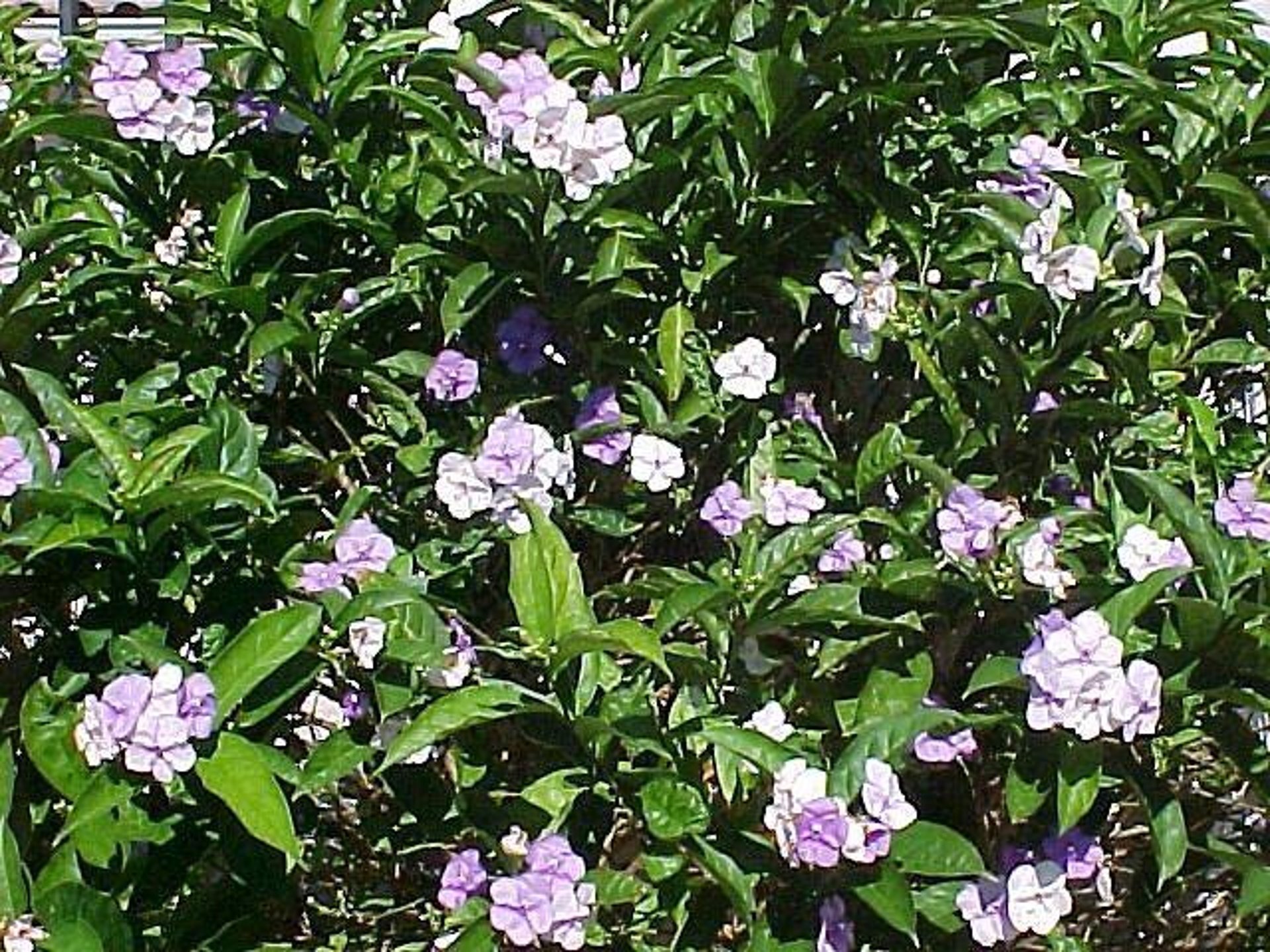 Yesterday-today-hand-tomorrow, closeup (<i >Brunfelsia pauciflora</i>)