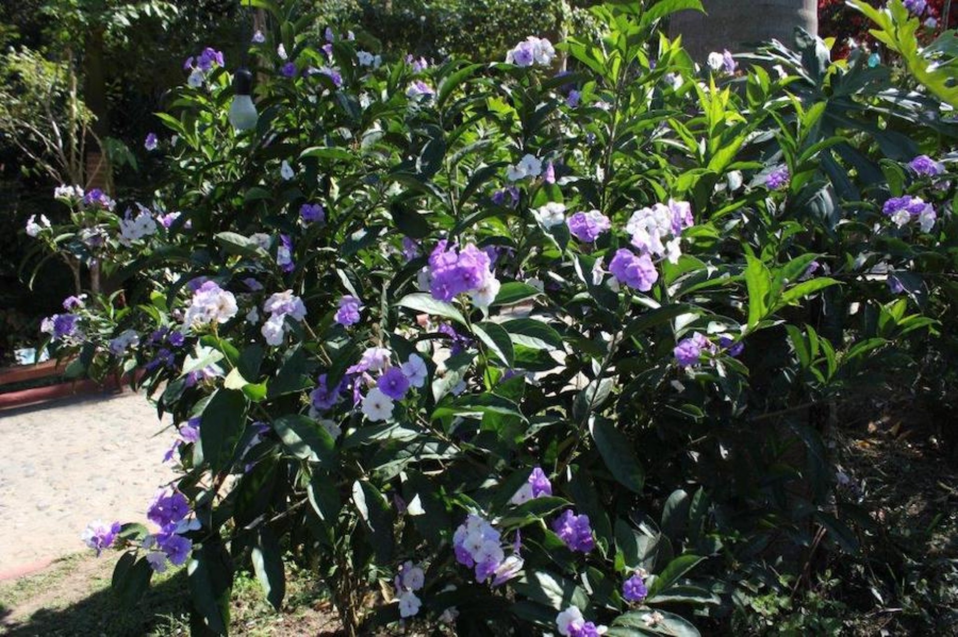 Yesterday-today-and-tomorrow (<i >Braunfelsia pauciflora</i>)