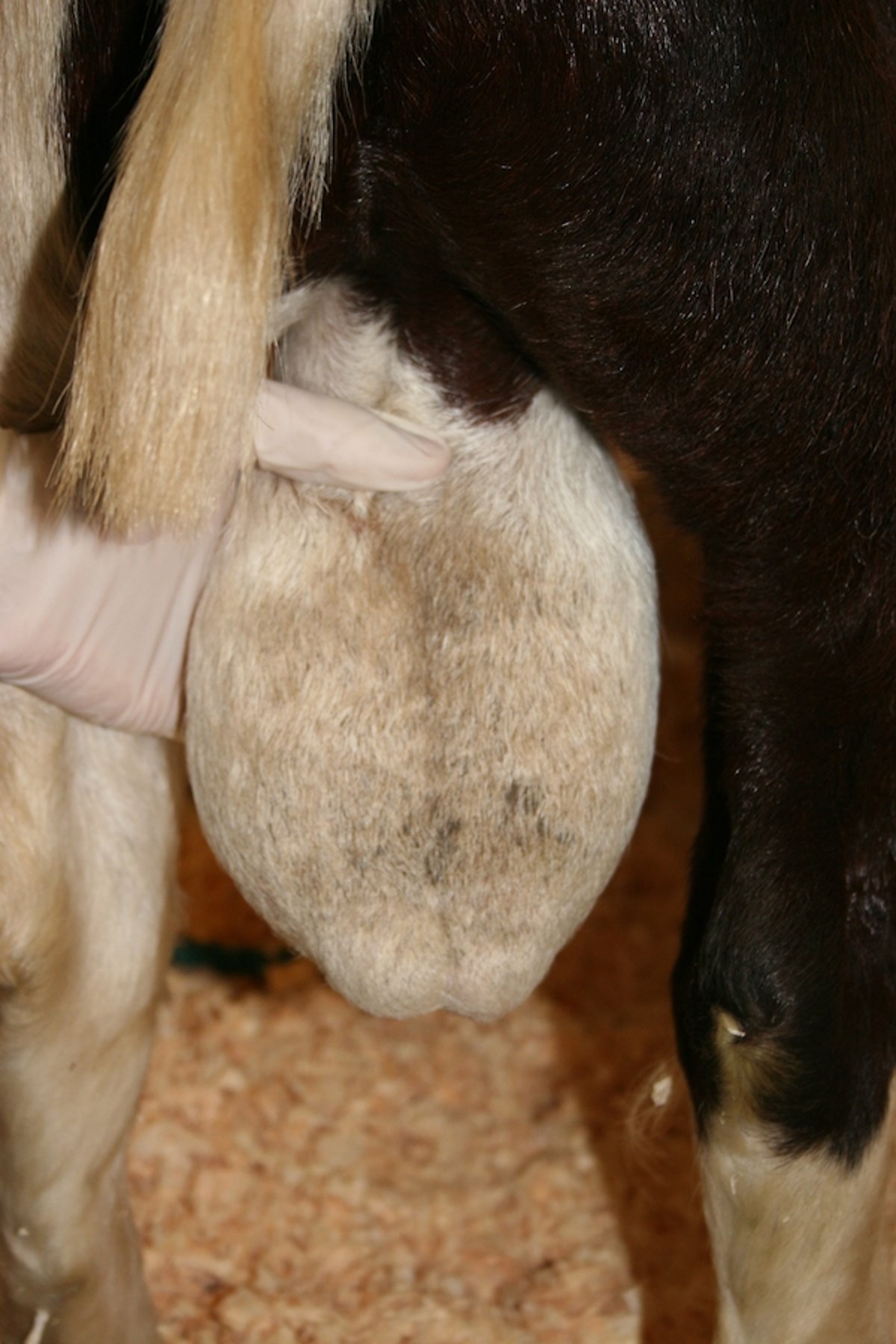 Scrotum, goat