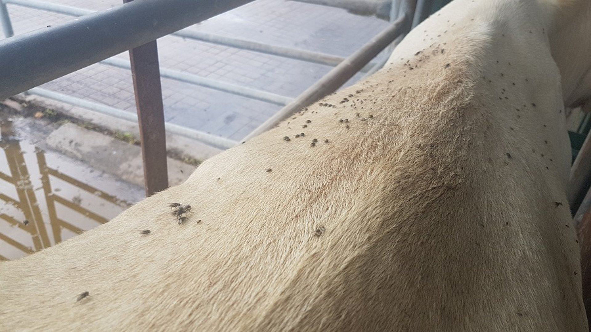 Moscas del búfalo, cicatrizado, ganado vacuno