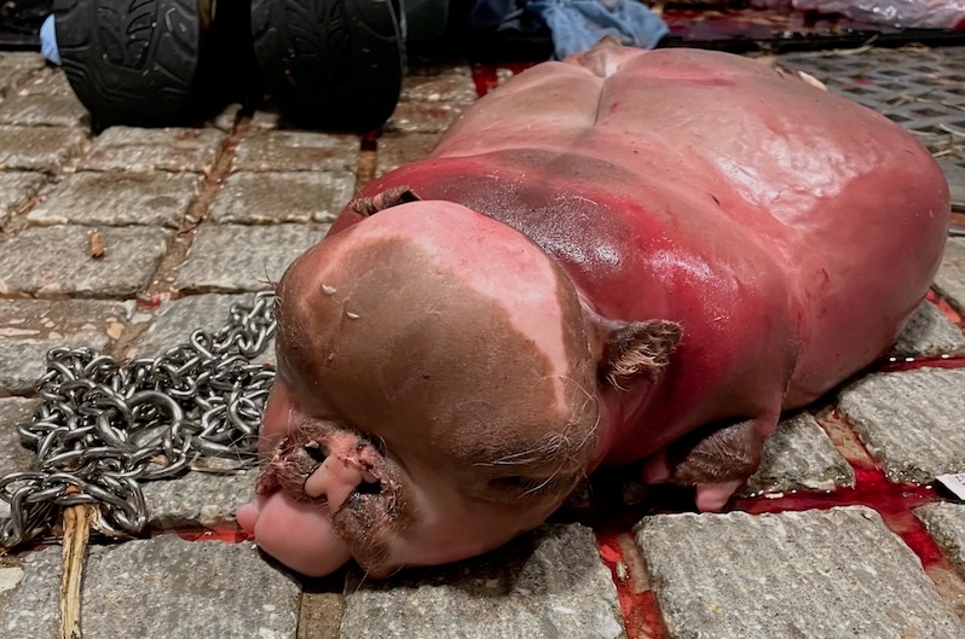 Bulldog-type chondrodysplasia, calf